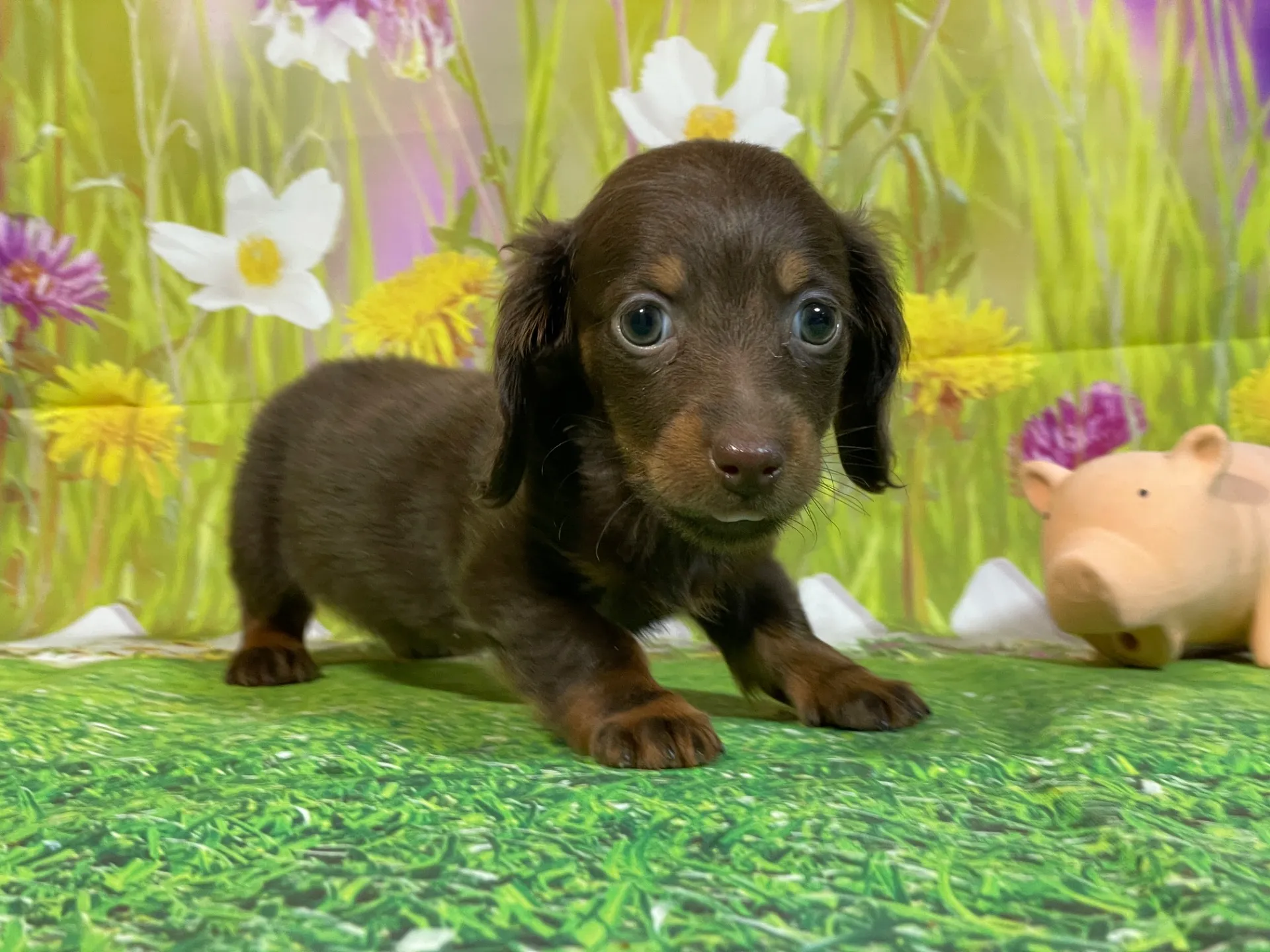 12/11生　チョコタン♀