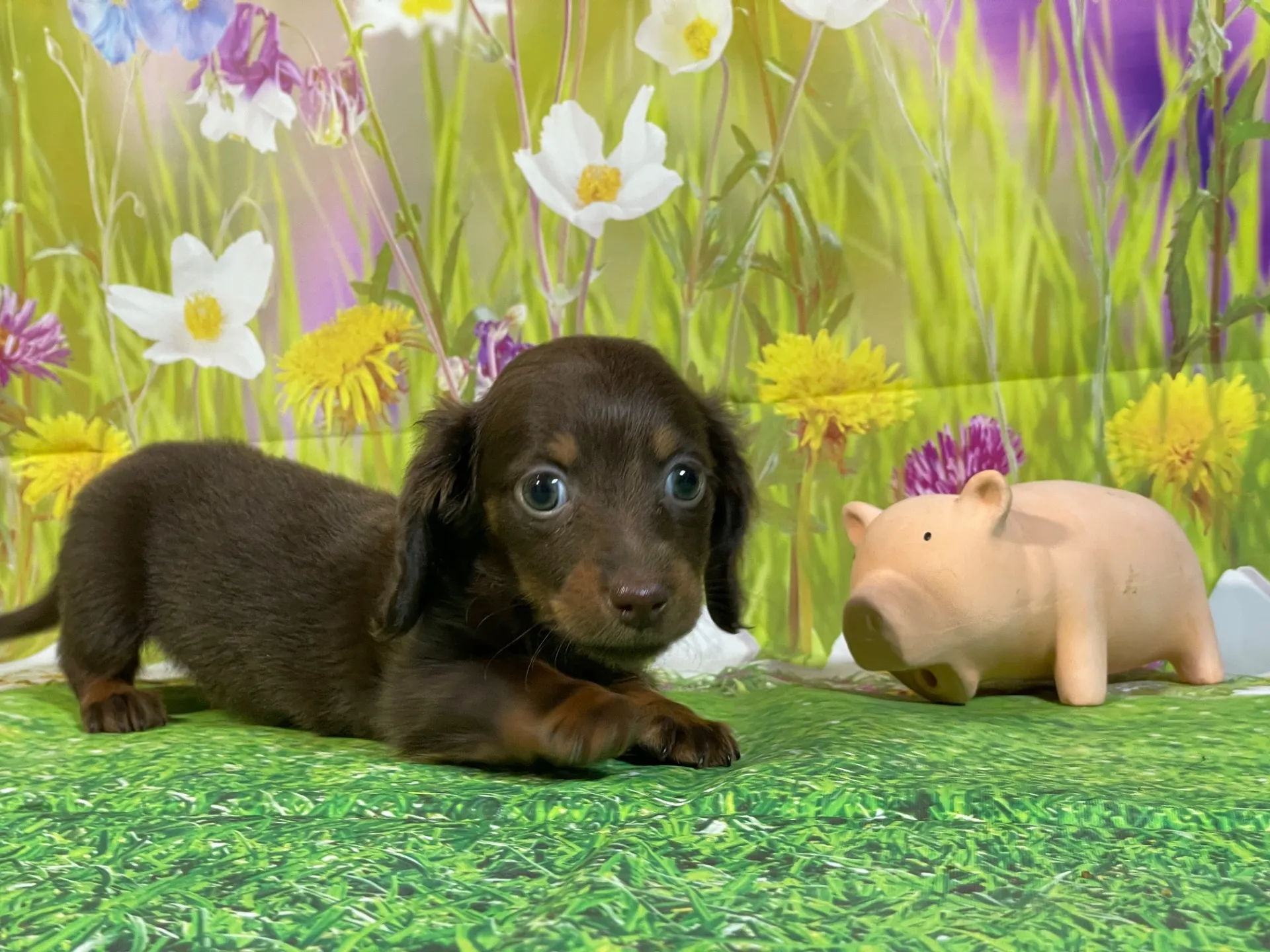 12/11生　チョコタン♀