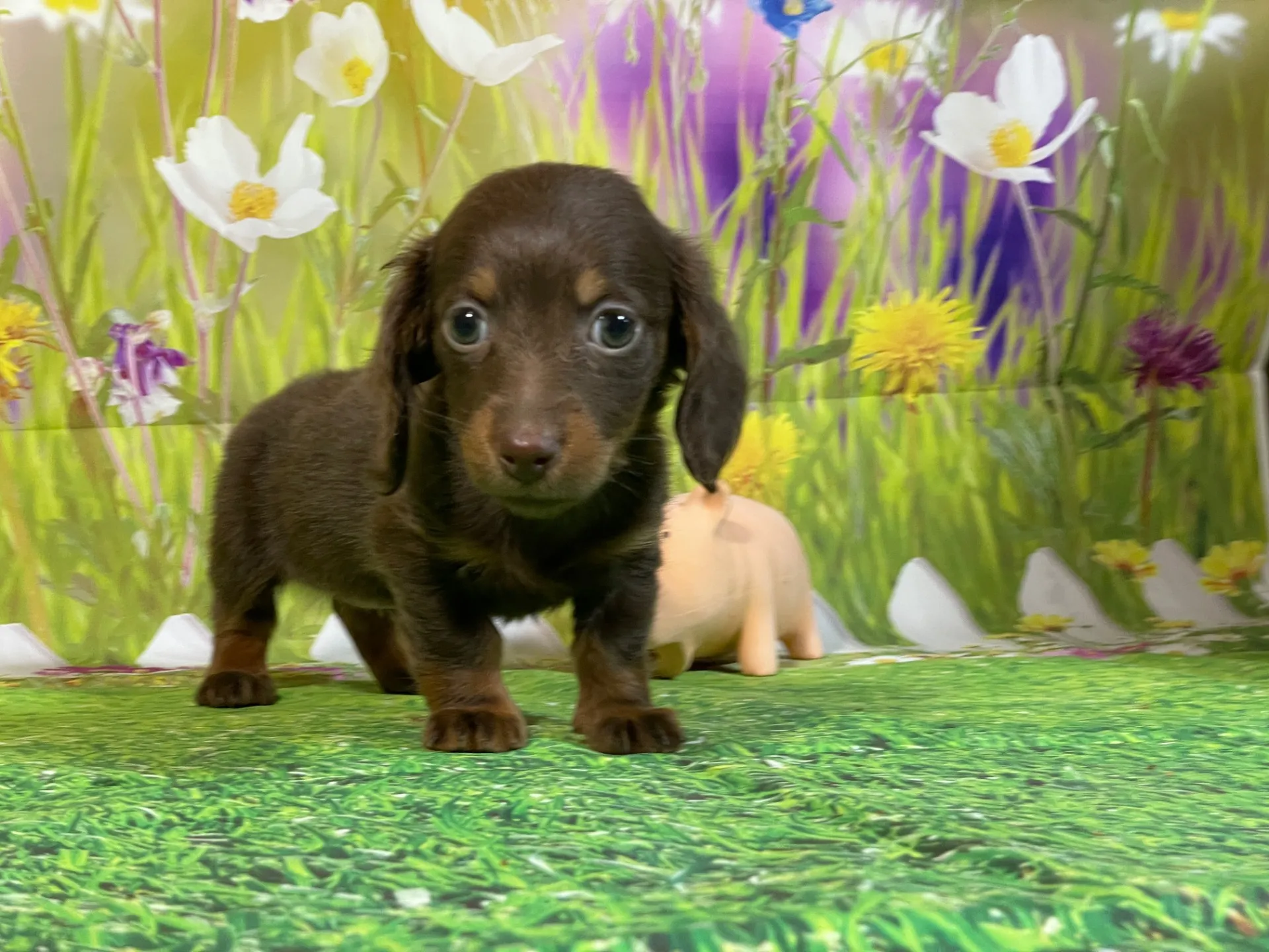 12/11生　チョコタン♀