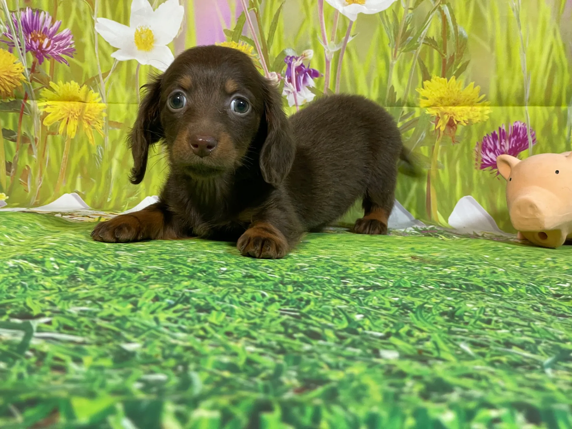 12/11生　チョコタン♀