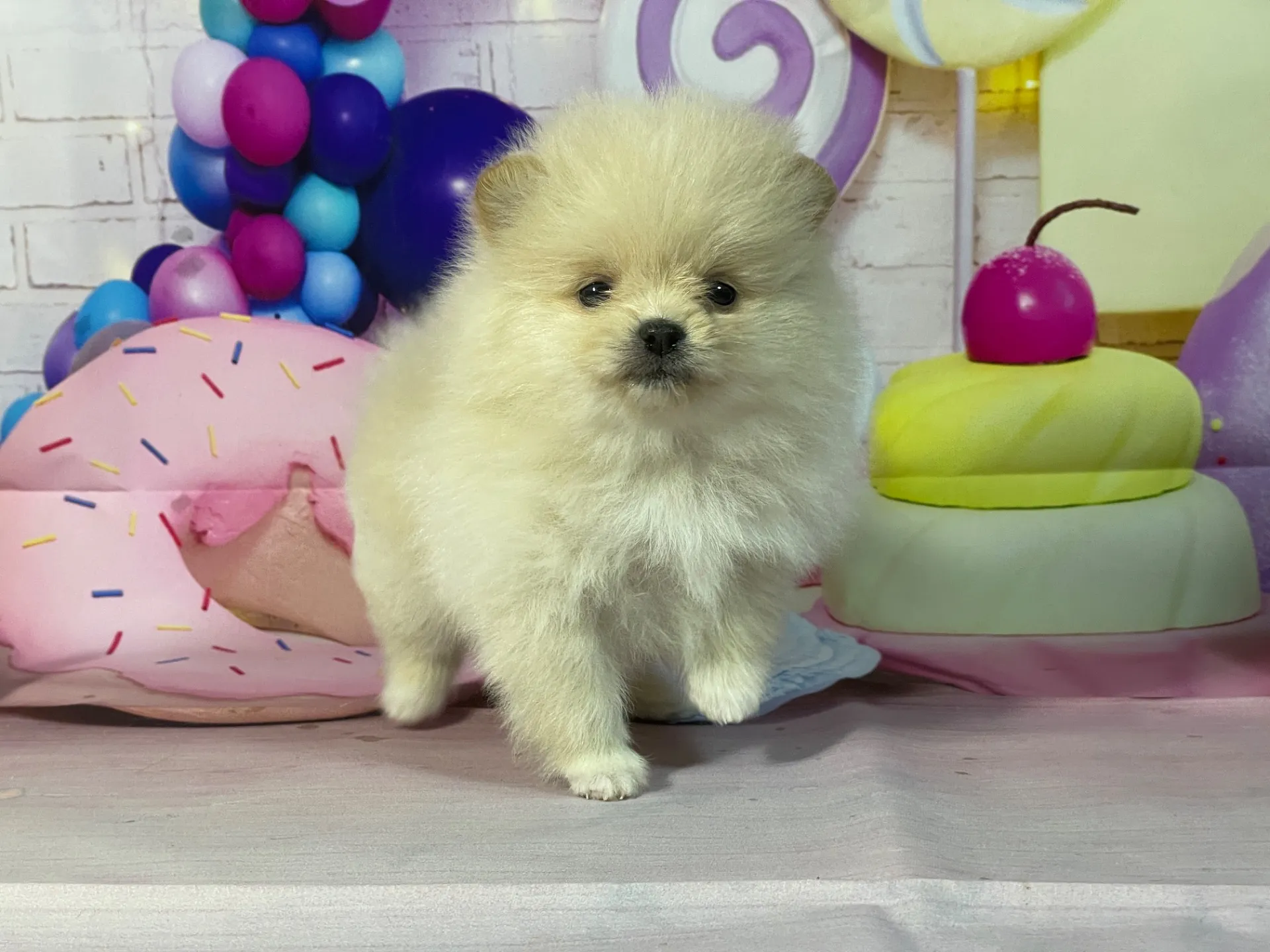 12/26生　クリーム♀