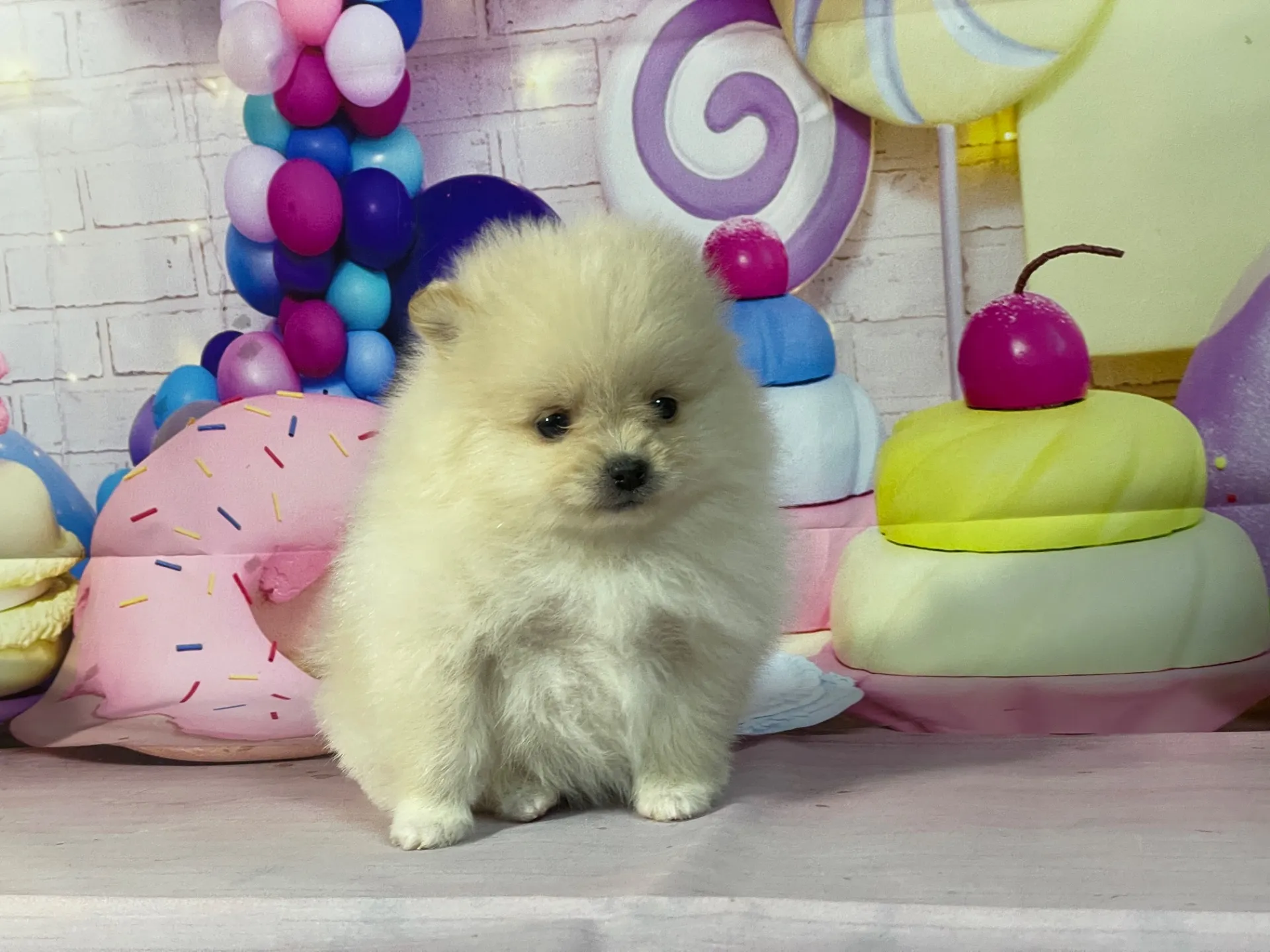 12/26生　クリーム♀