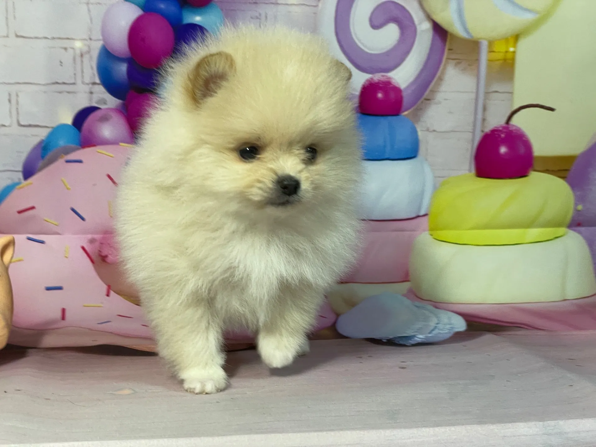 12/26生　クリーム♀