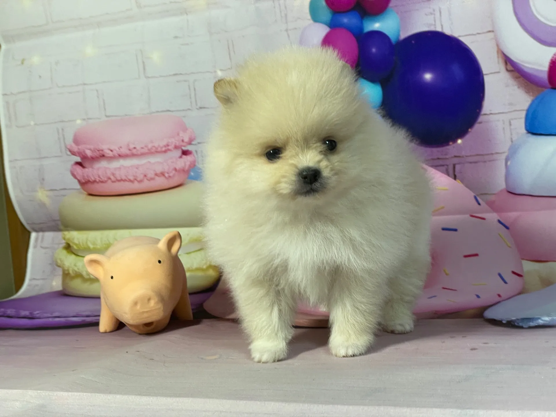 12/26生　クリーム♀