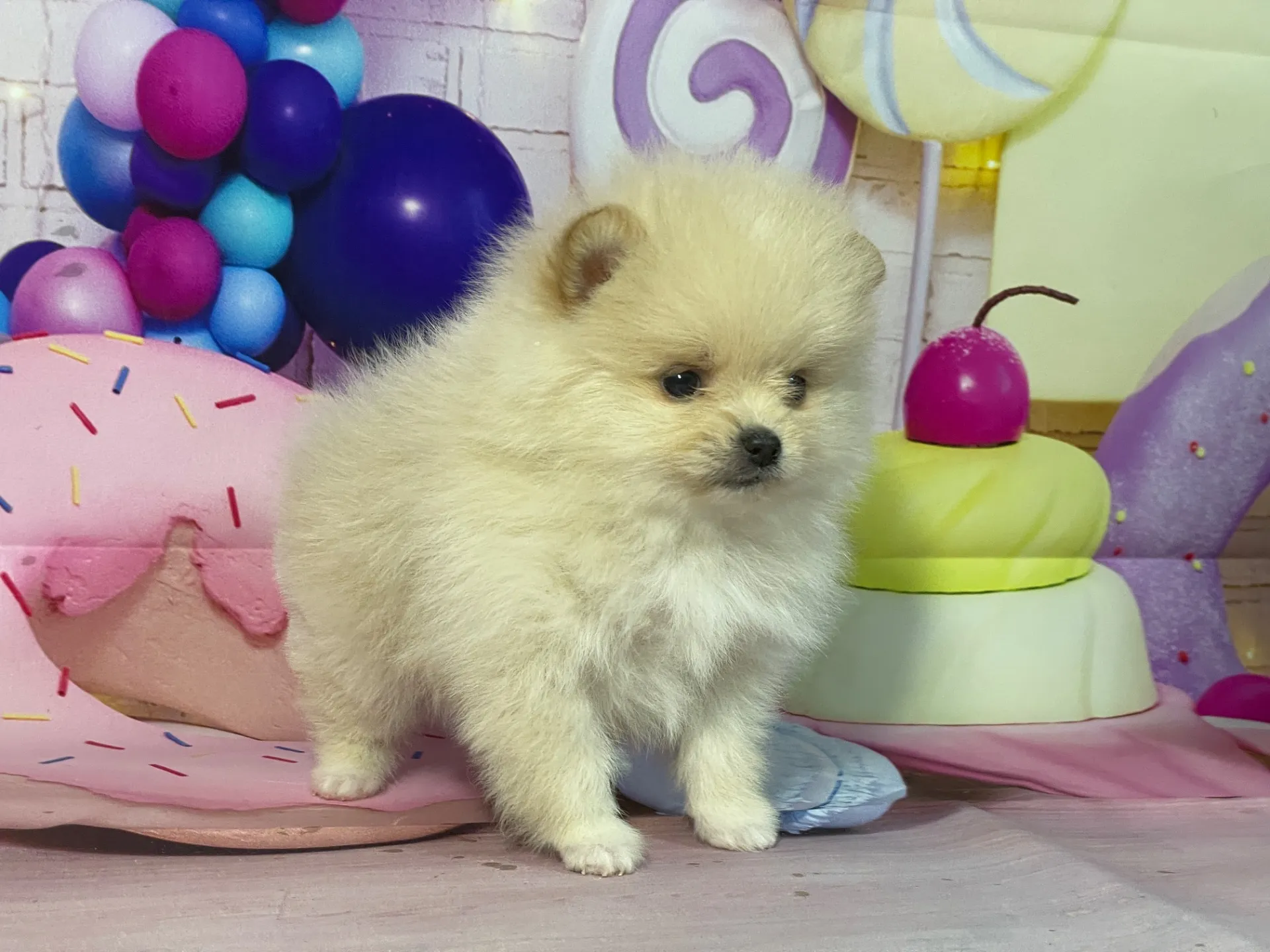 12/26生　クリーム♀