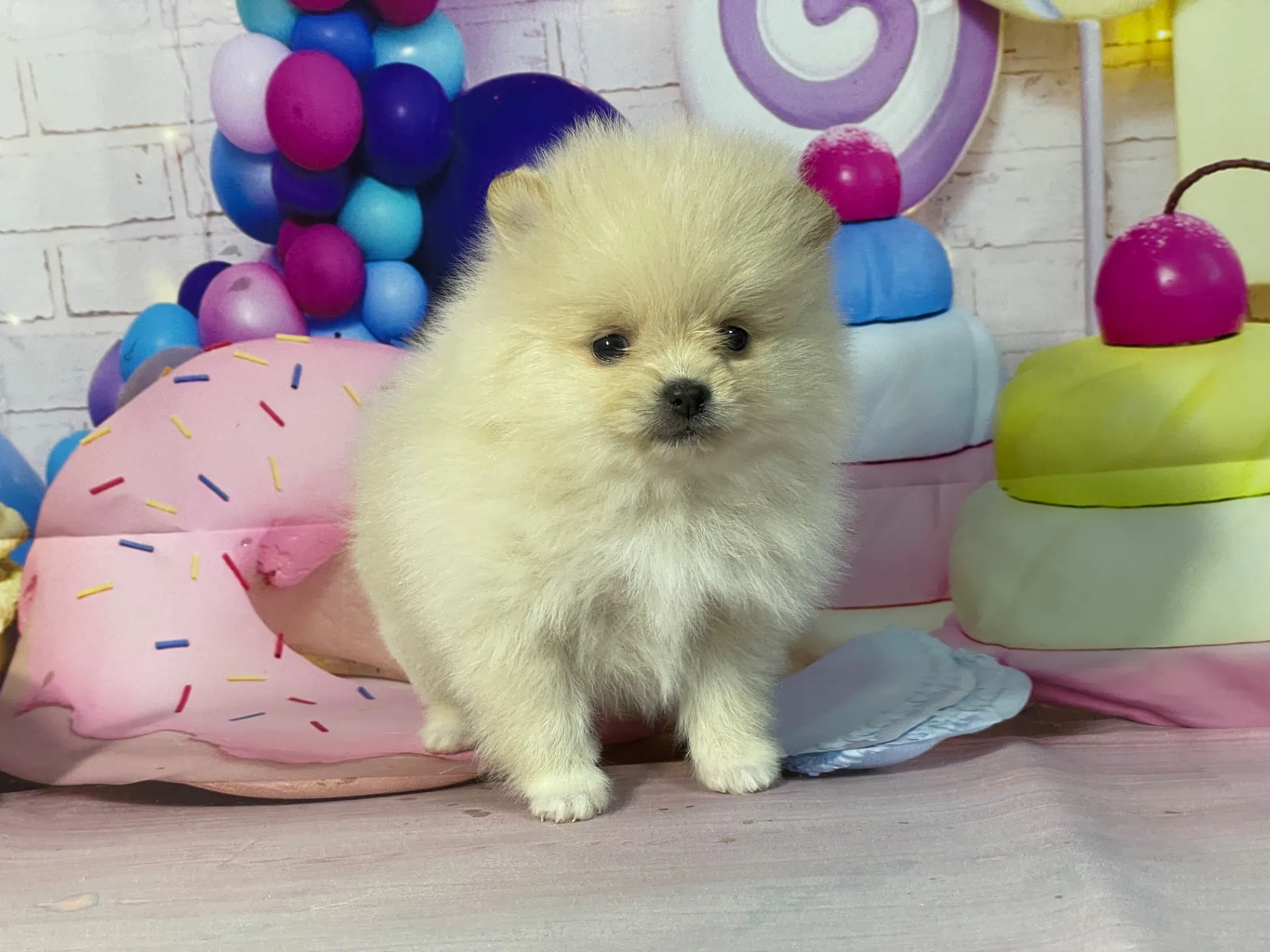 12/26生　クリーム♀