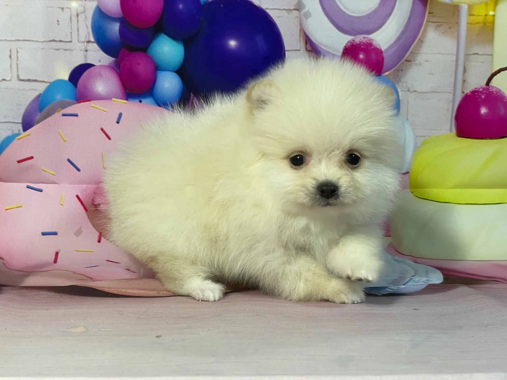 12/26生　クリーム♂