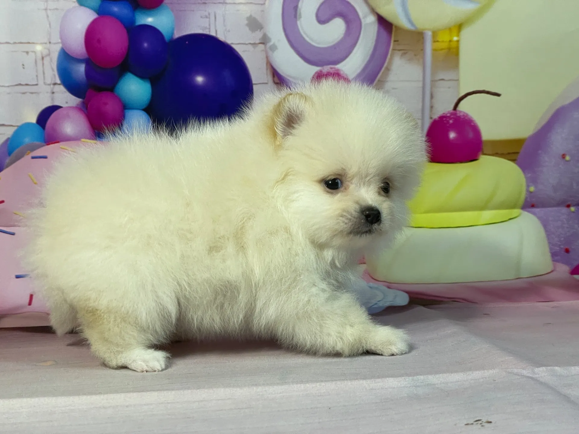 12/26生　クリーム♂