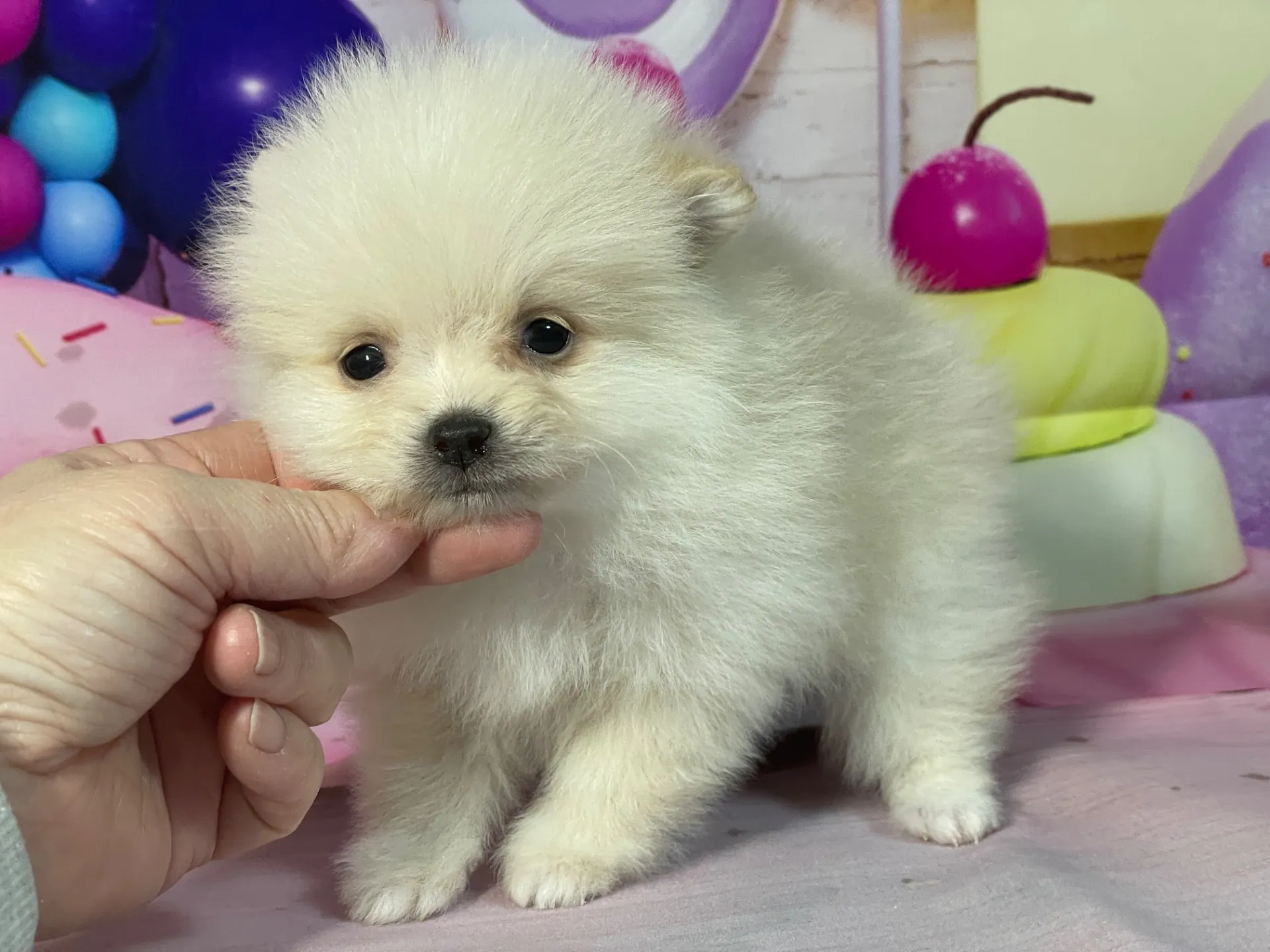 12/26生　クリーム♂