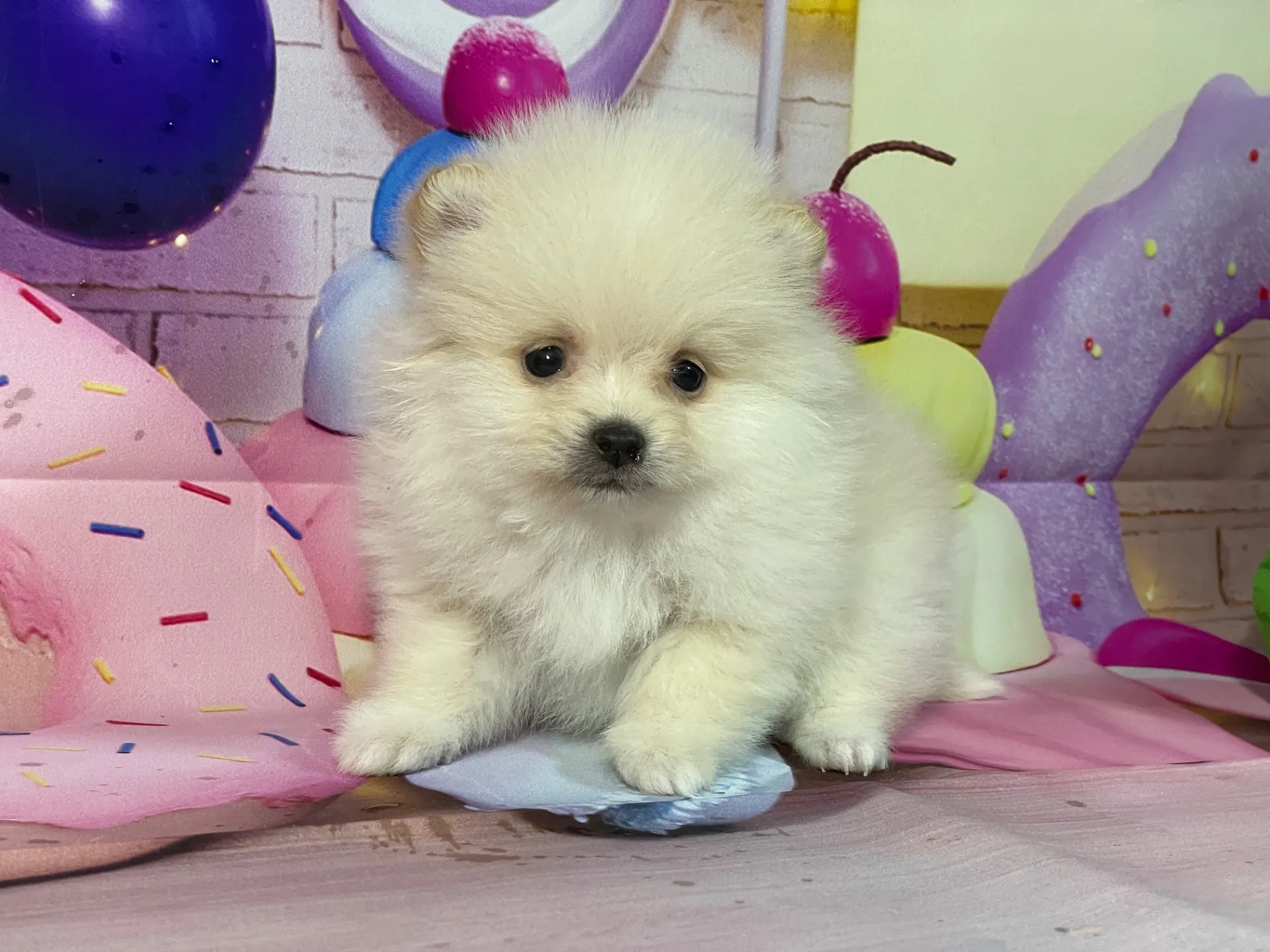 12/26生　クリーム♂