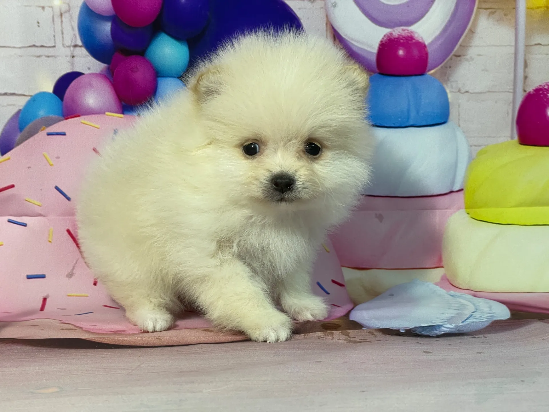 12/26生　クリーム♂