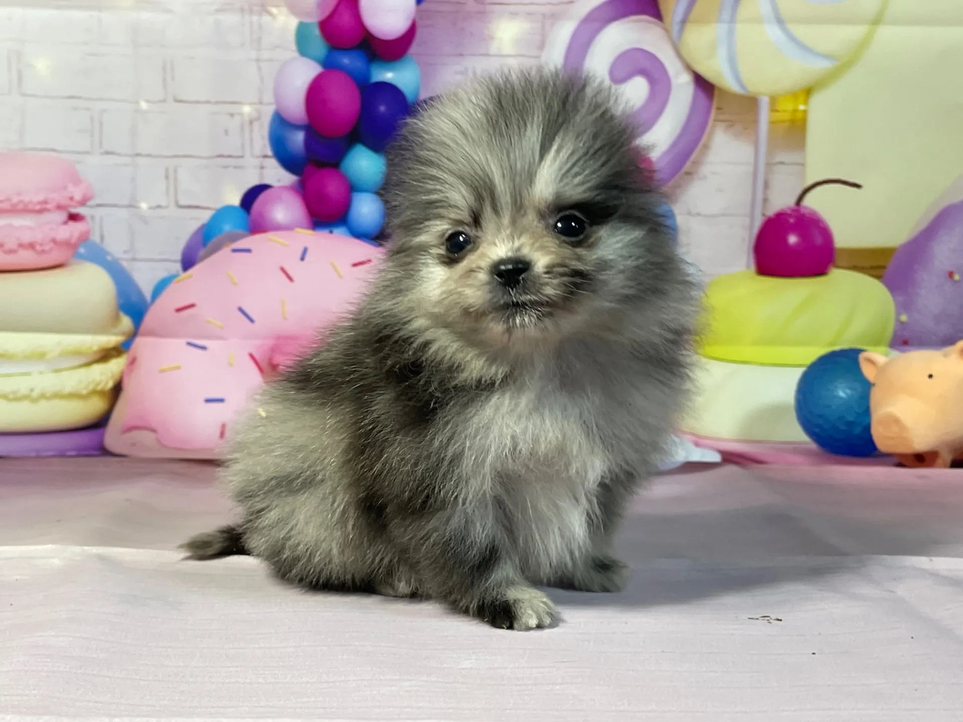 12/26生　ブルーマール♀