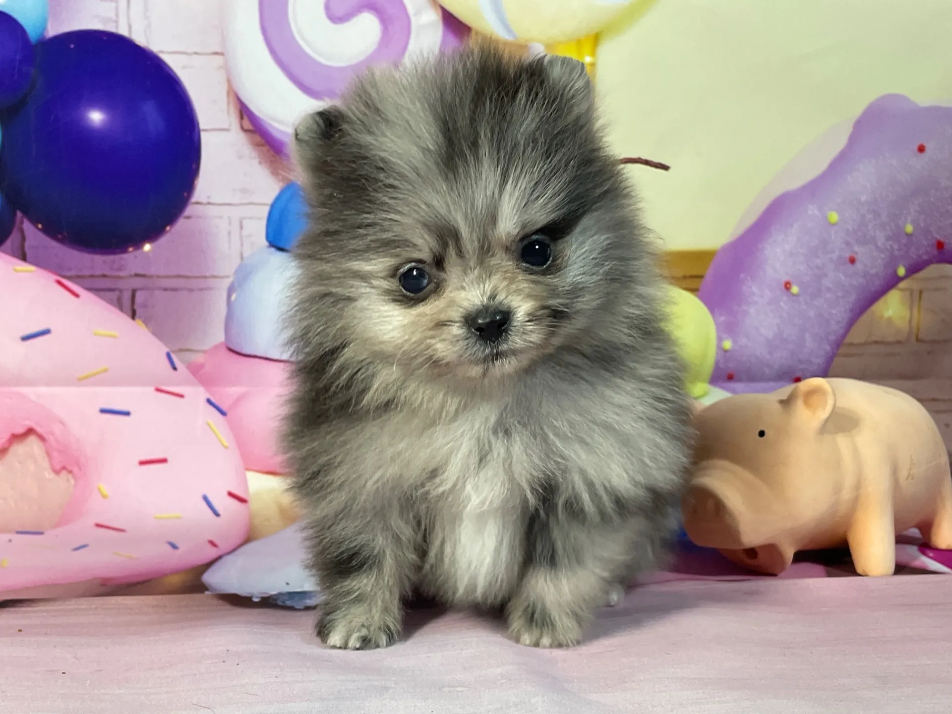 12/26生　ブルーマール♀