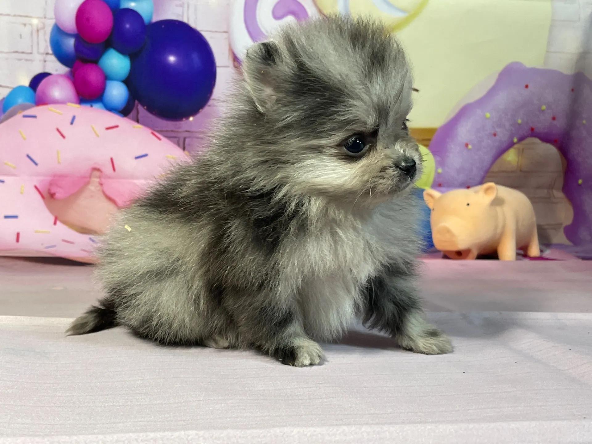 12/26生　ブルーマール♀