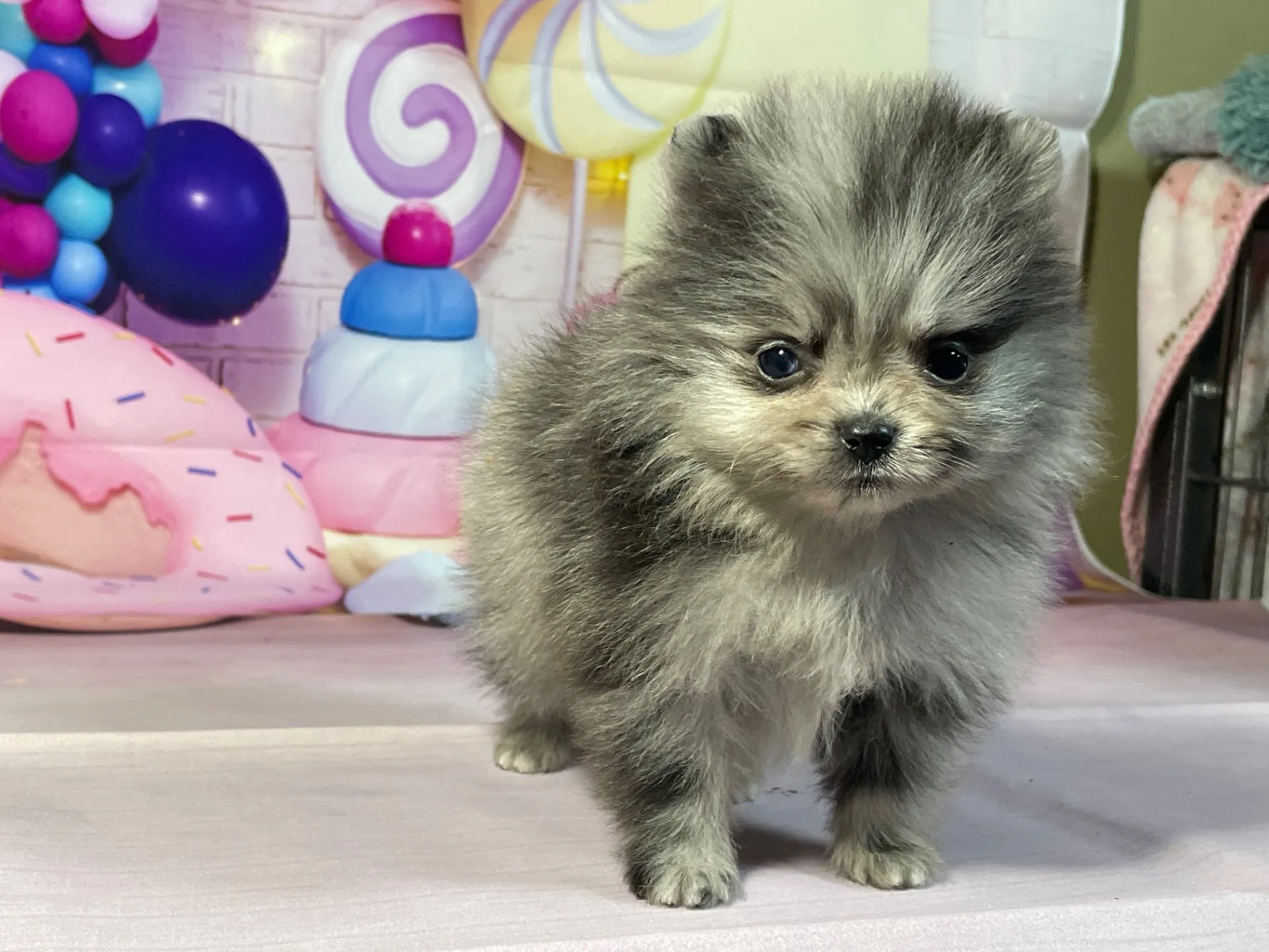 12/26生　ブルーマール♀