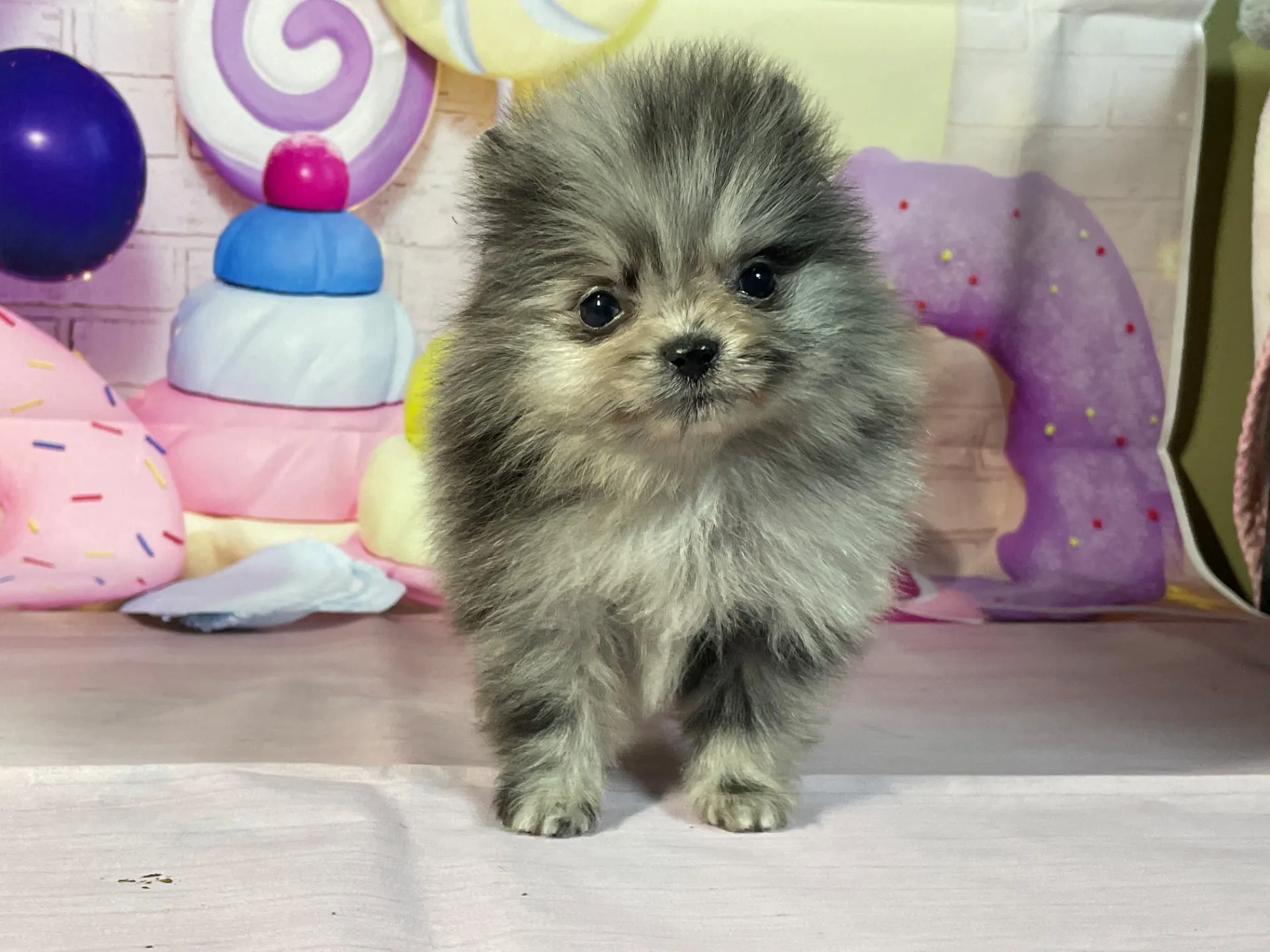 12/26生　ブルーマール♀