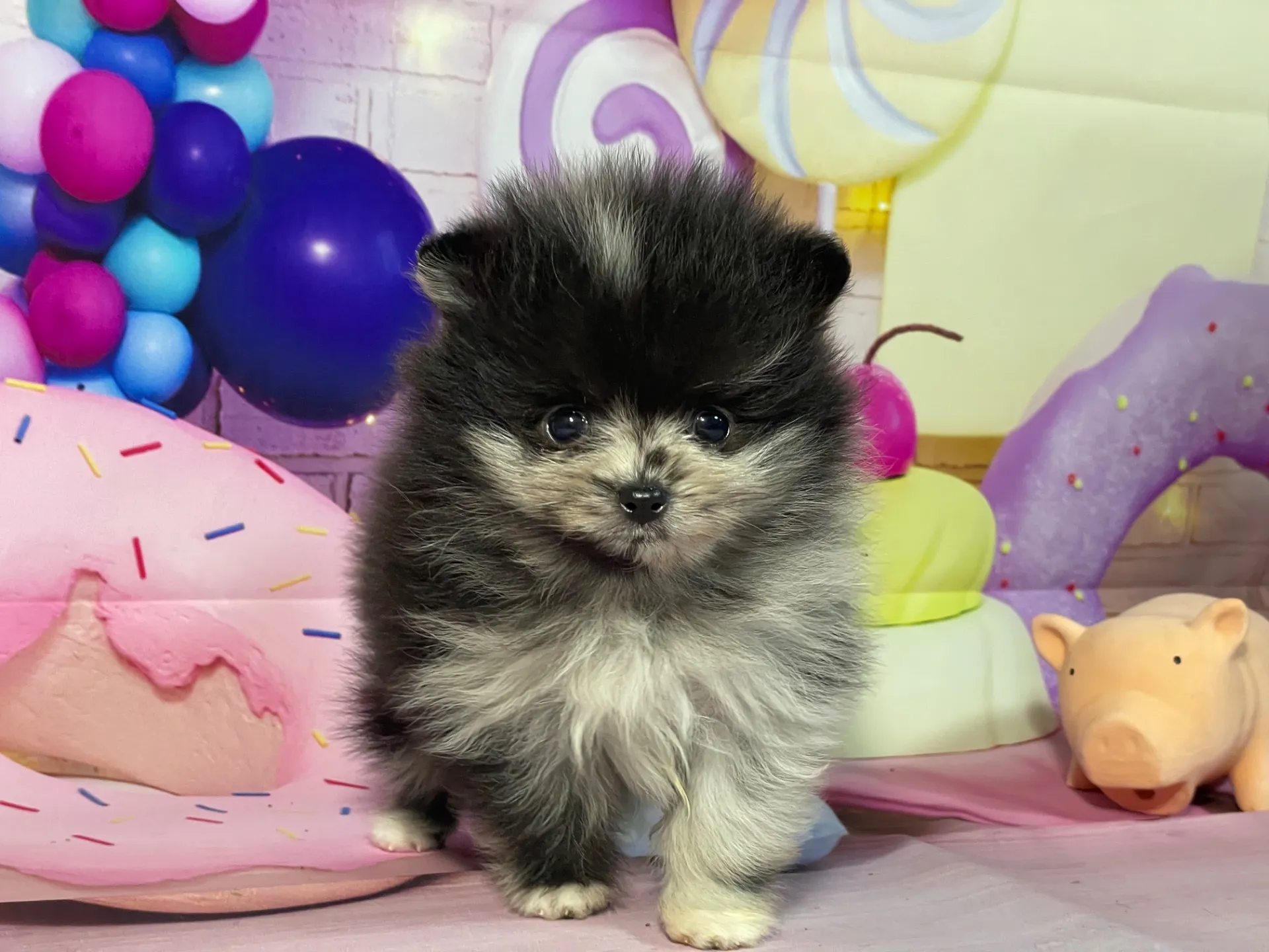 12/26生　ブルーマール♂