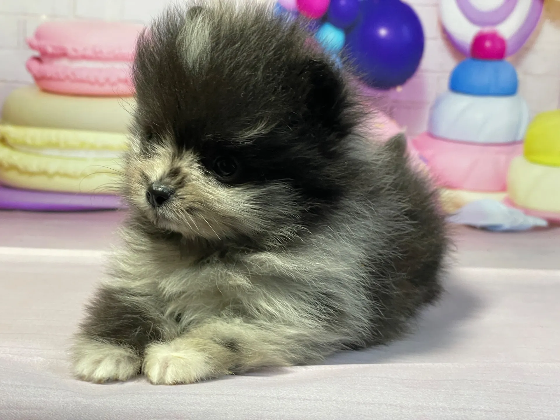 12/26生　ブルーマール♂