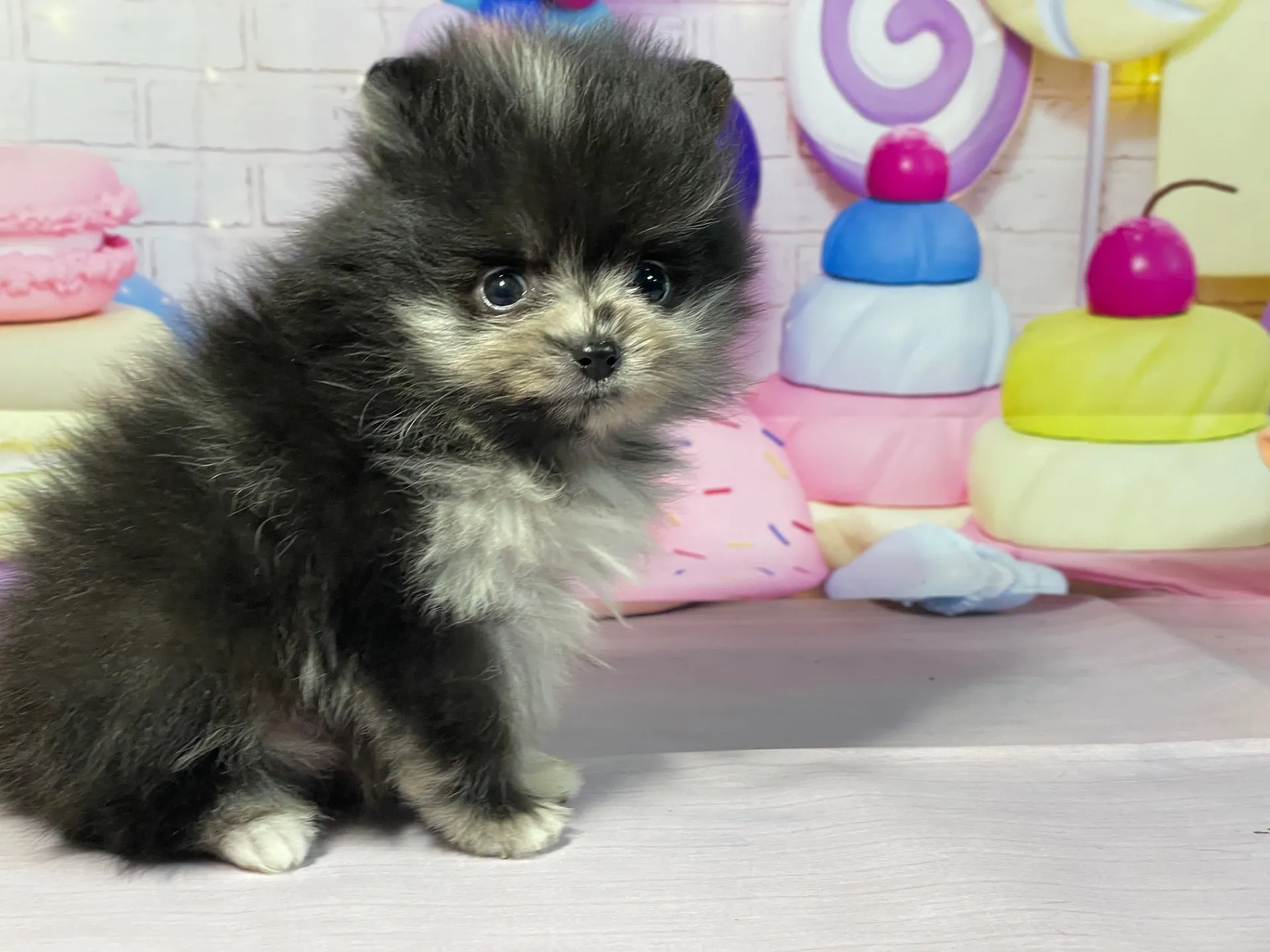 12/26生　ブルーマール♂