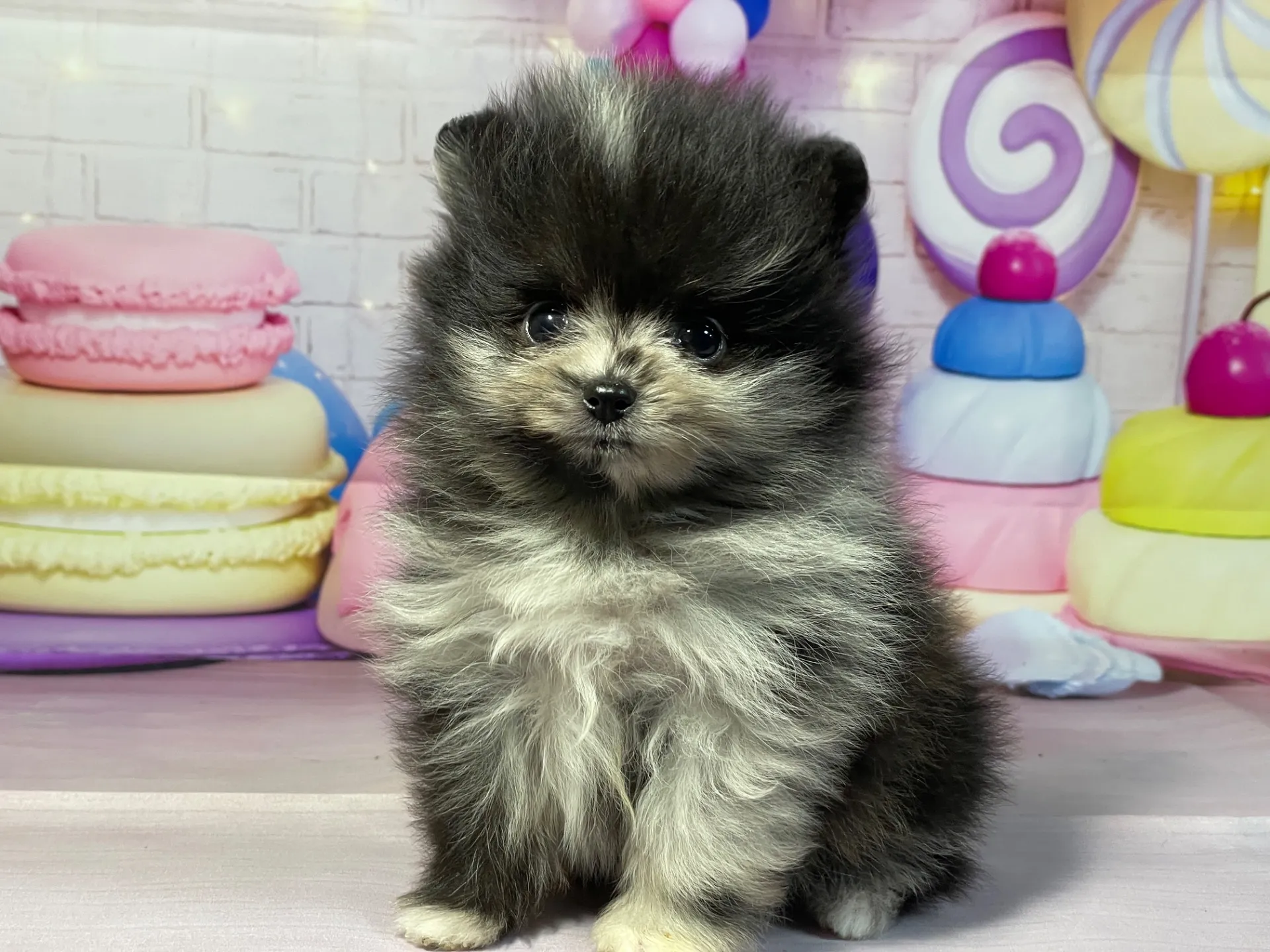 12/26生　ブルーマール♂