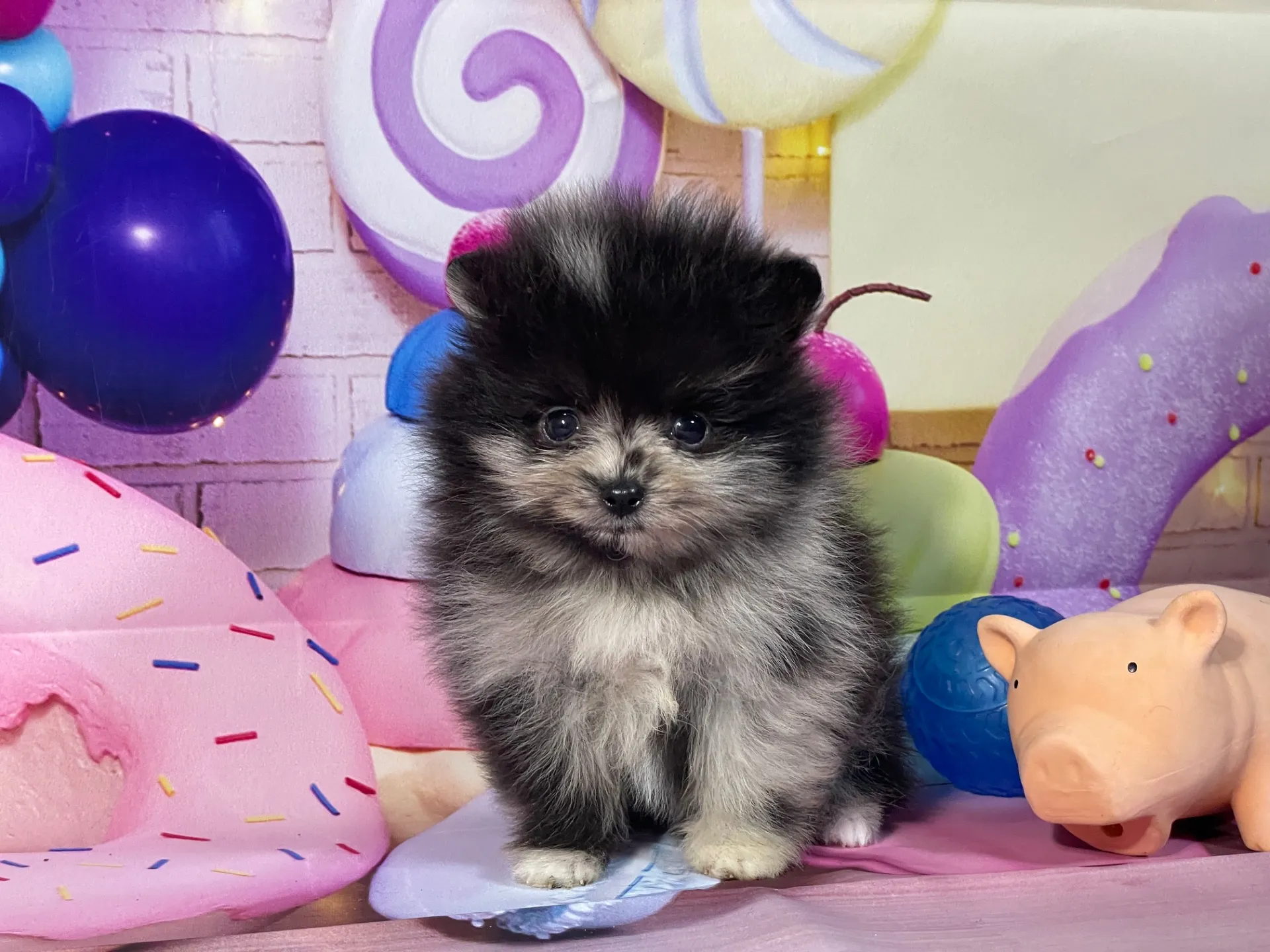 12/26生　ブルーマール♂