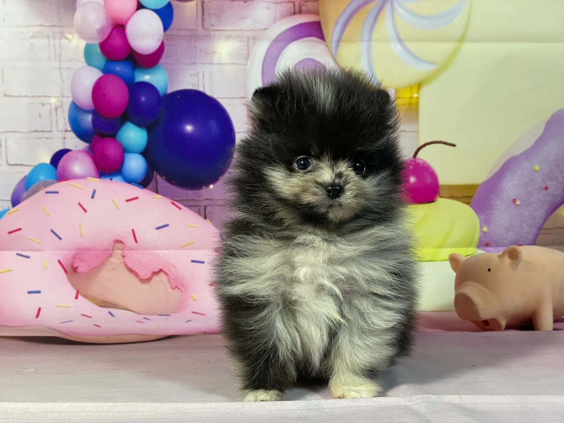 12/26生　ブルーマール♂