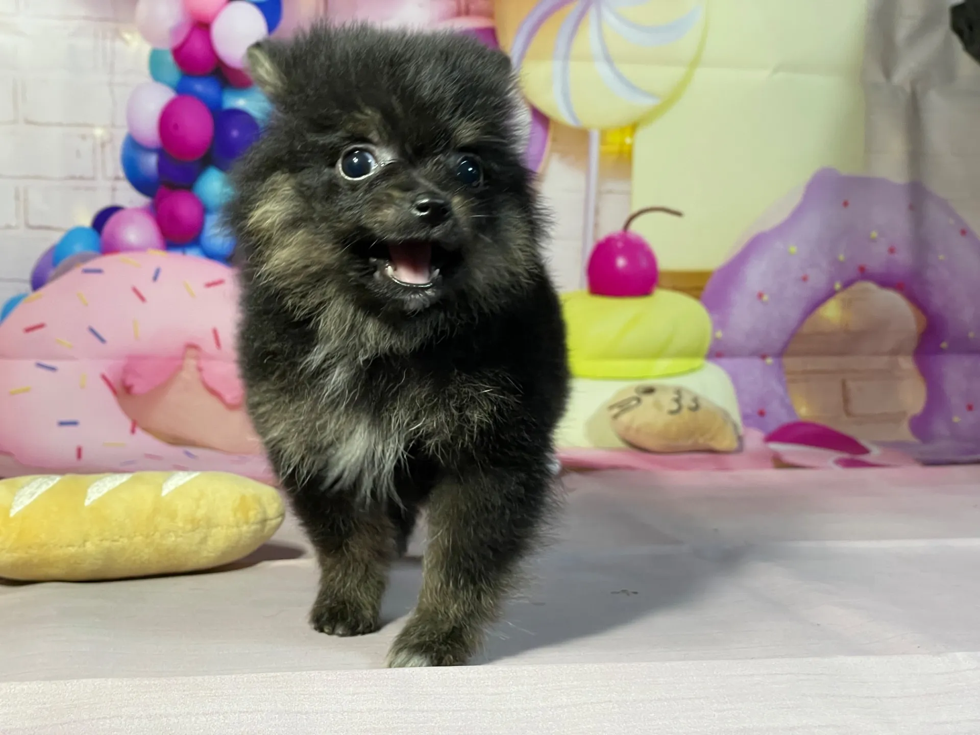 12/27生　ブラック&タン♂