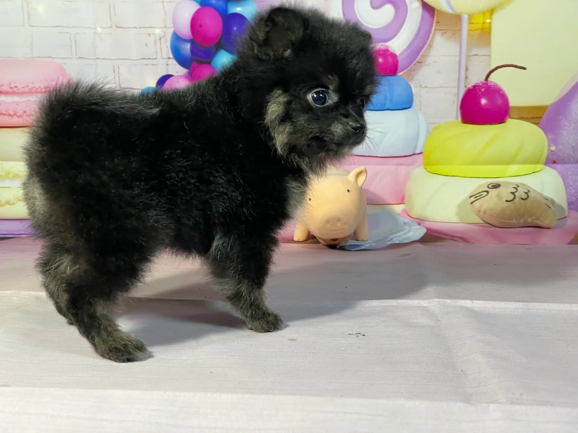 12/27生　ブラック&タン♂