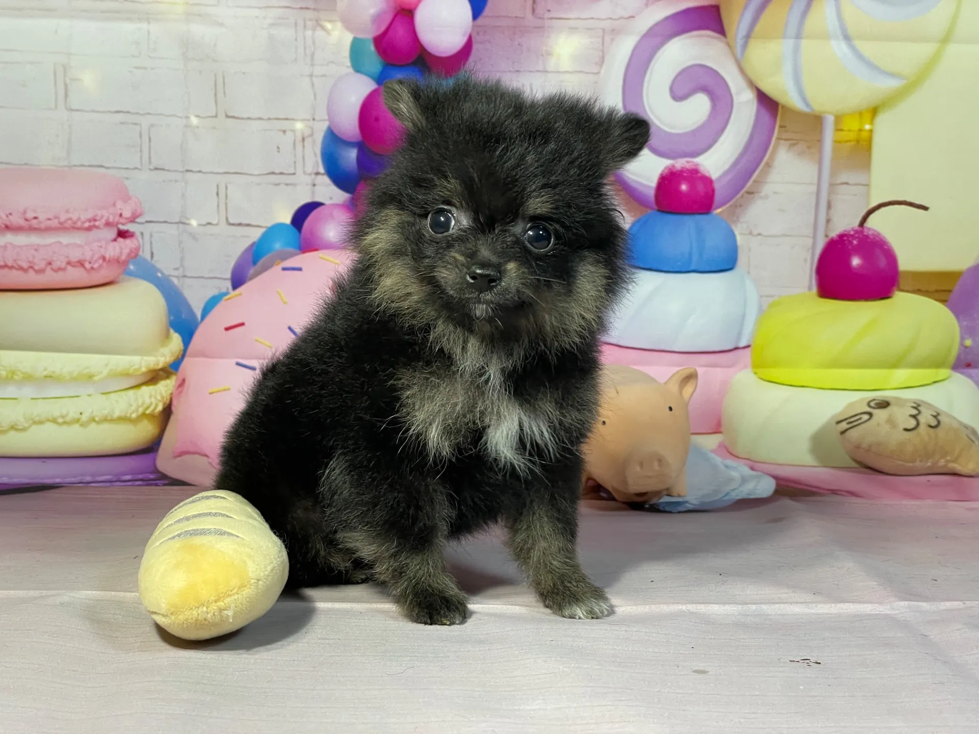 12/27生　ブラック&タン♂