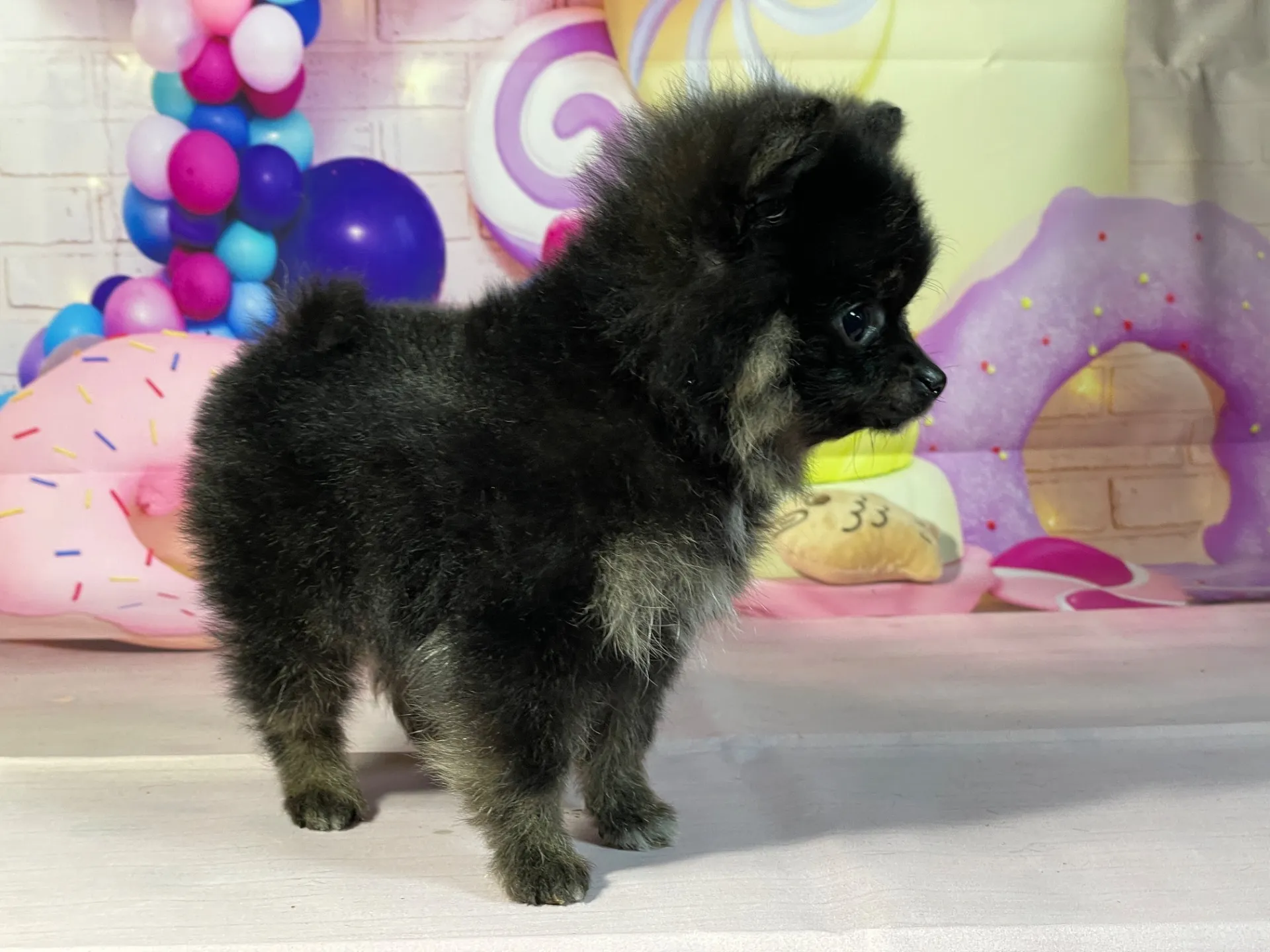 12/27生　ブラック&タン♂