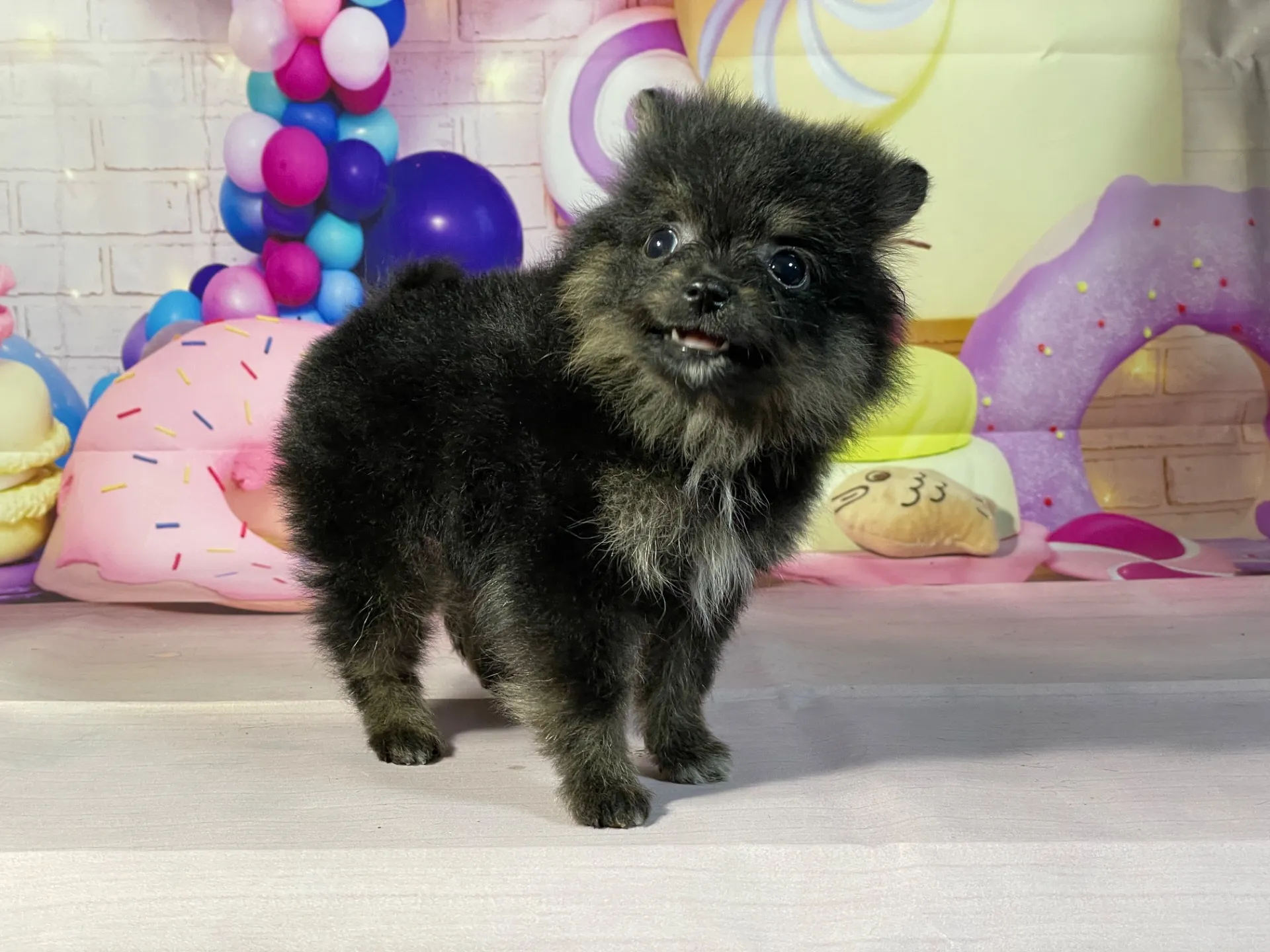 12/27生　ブラック&タン♂