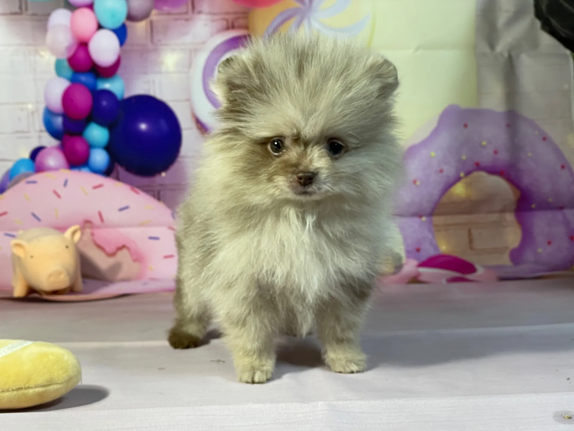 12/25生　チョコマール♂