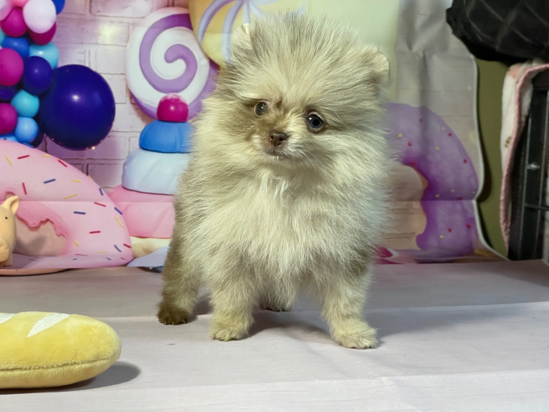 12/25生　チョコマール♂