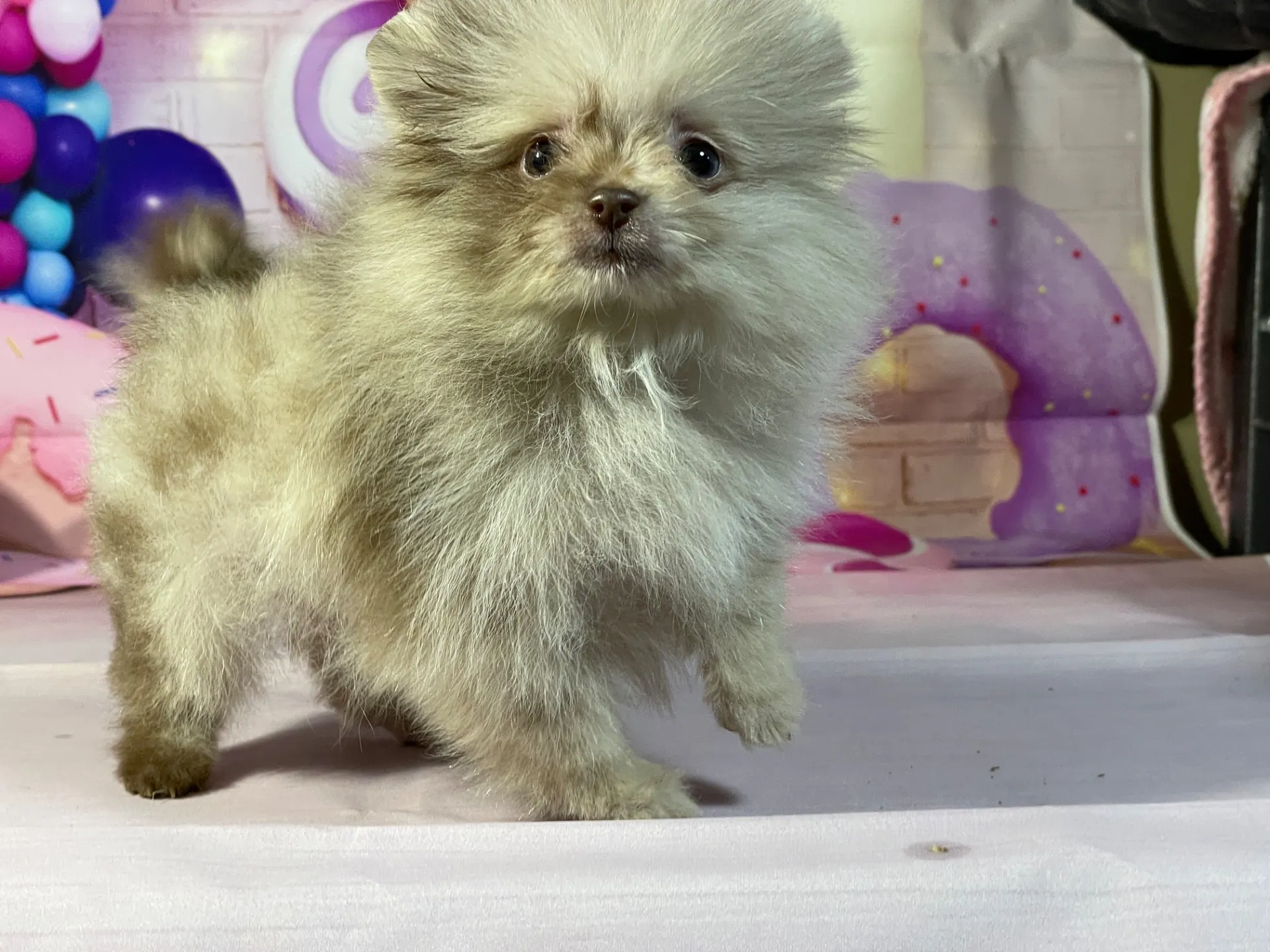 12/25生　チョコマール♂