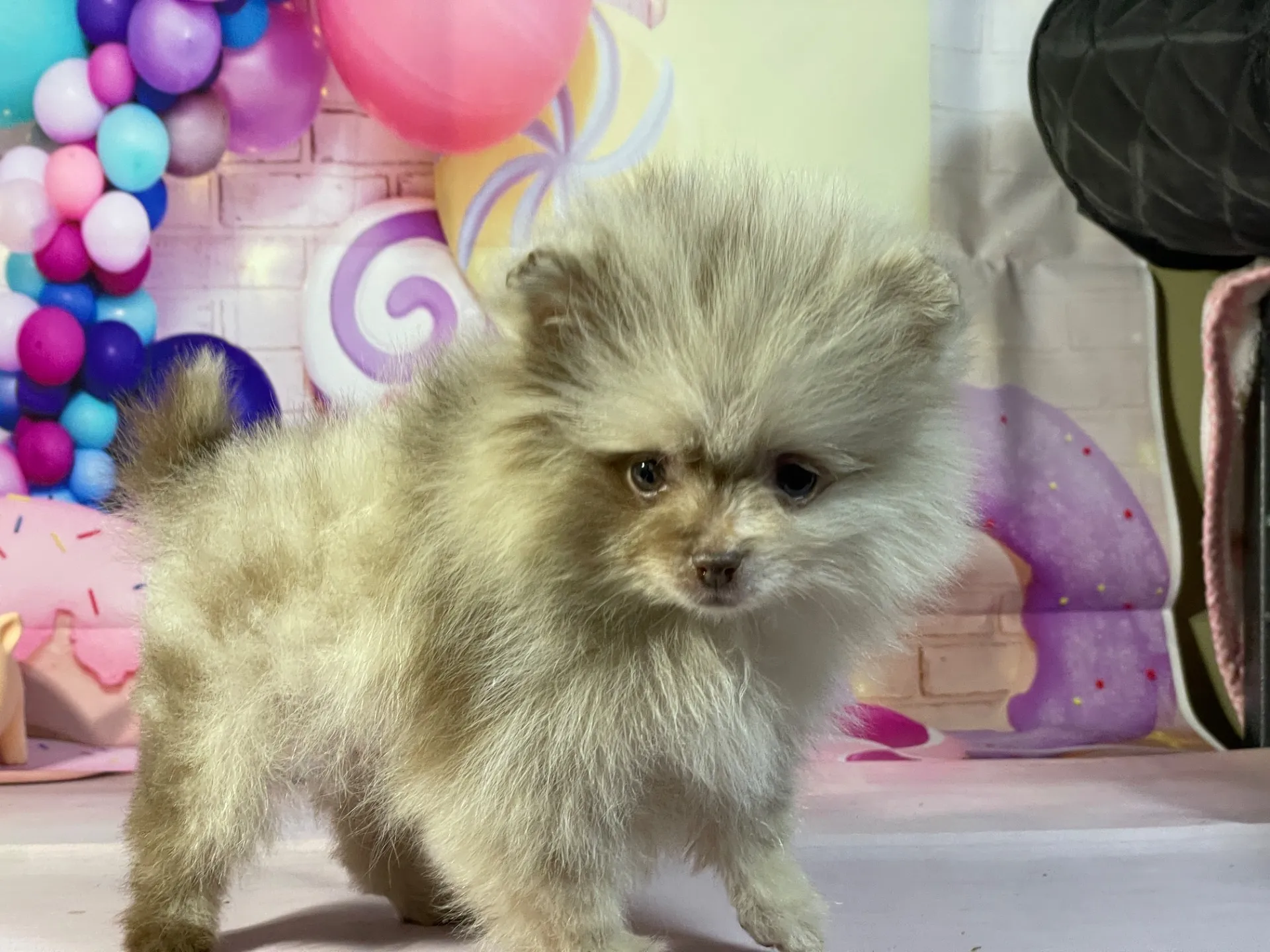 12/25生　チョコマール♂