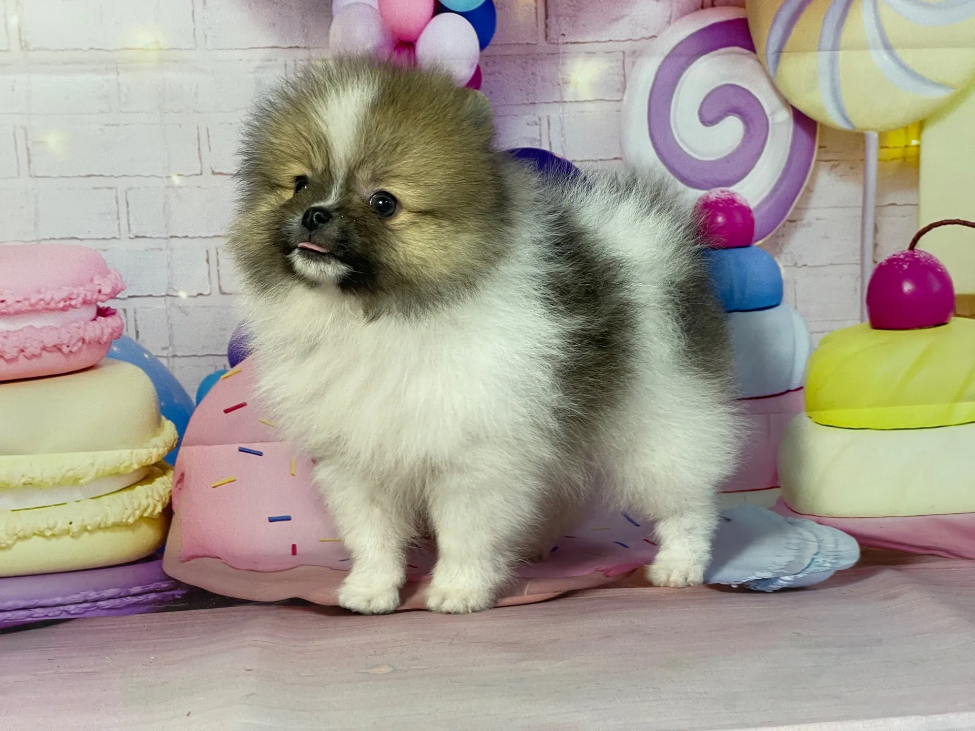 1/16生　ホワイト&レッド♂ NO.111