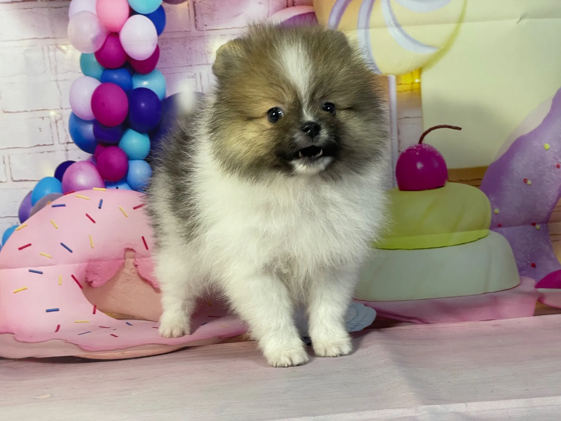 1/16生　ホワイト&レッド♂ NO.111