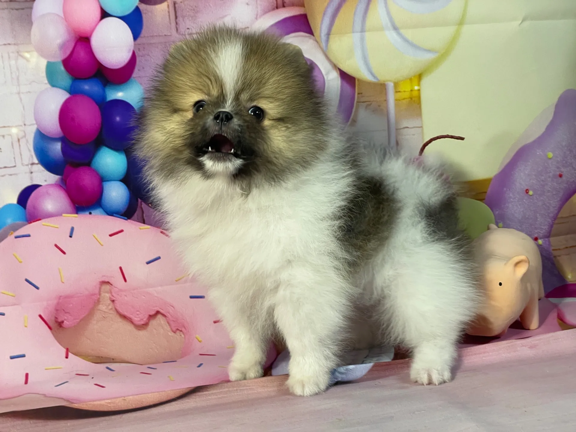 1/16生　ホワイト&レッド♂ NO.111