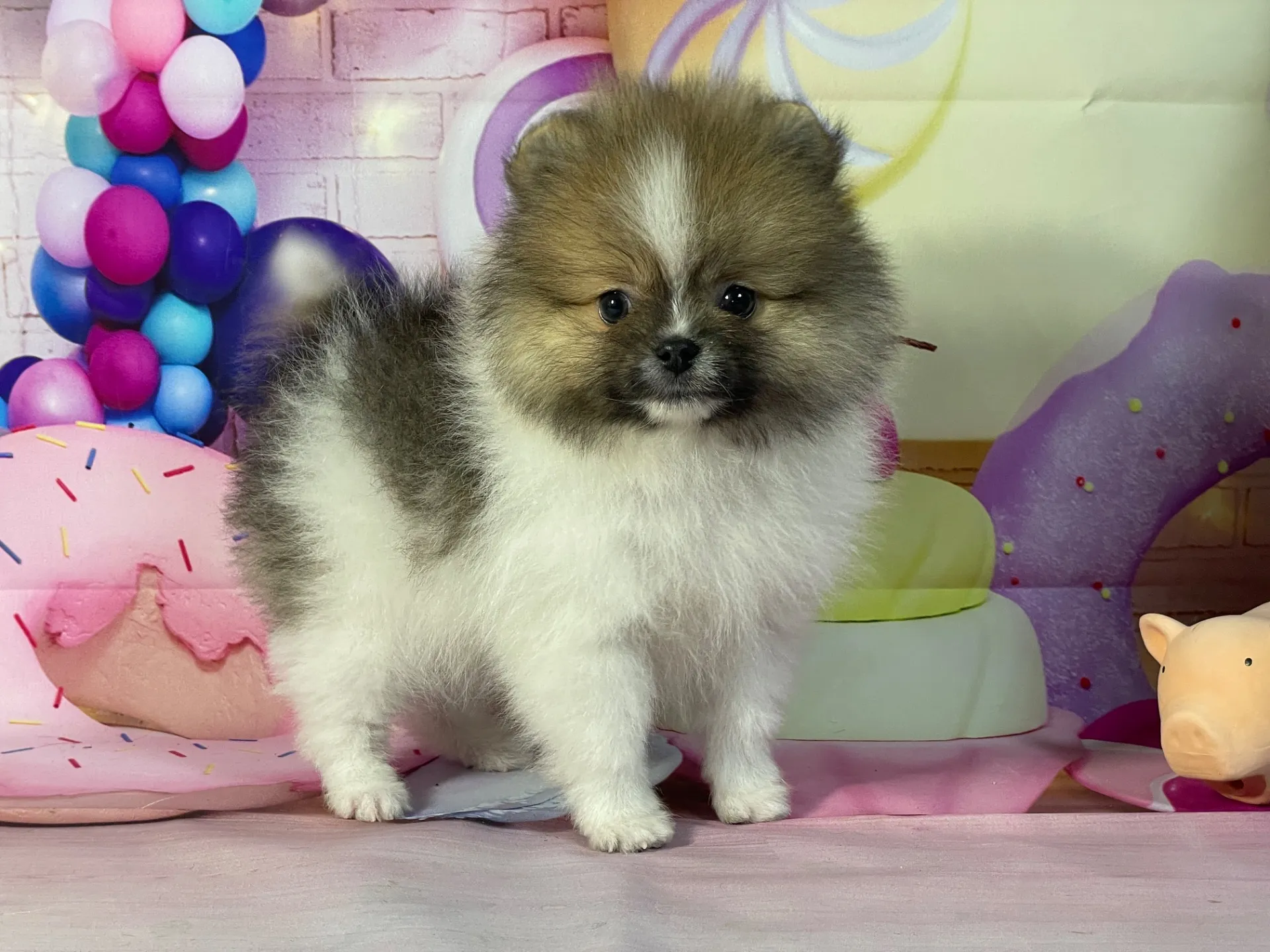 1/16生　ホワイト&レッド♂ NO.111