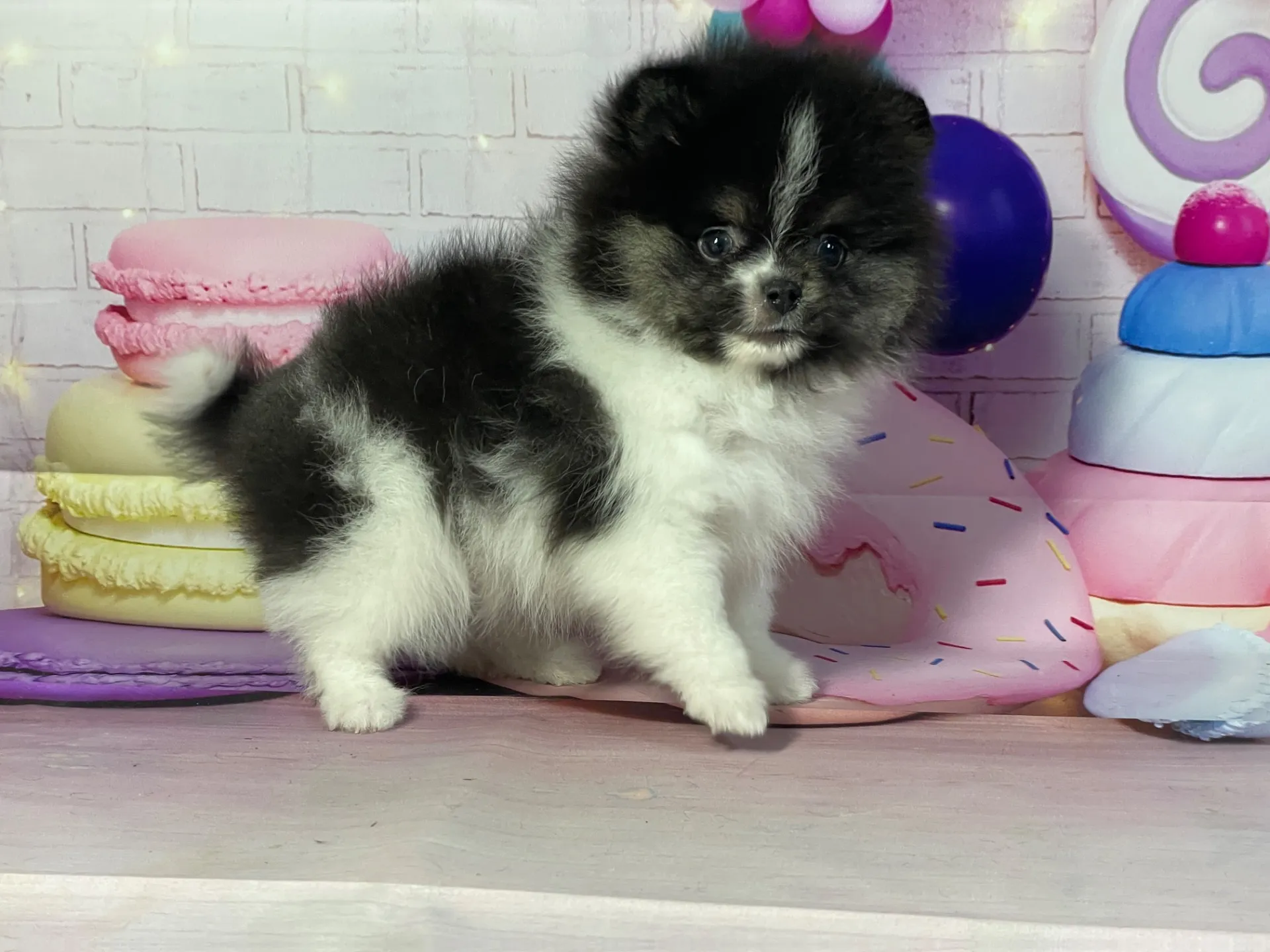 1/16生　ブラックタン&ホワイト♂ NO.112