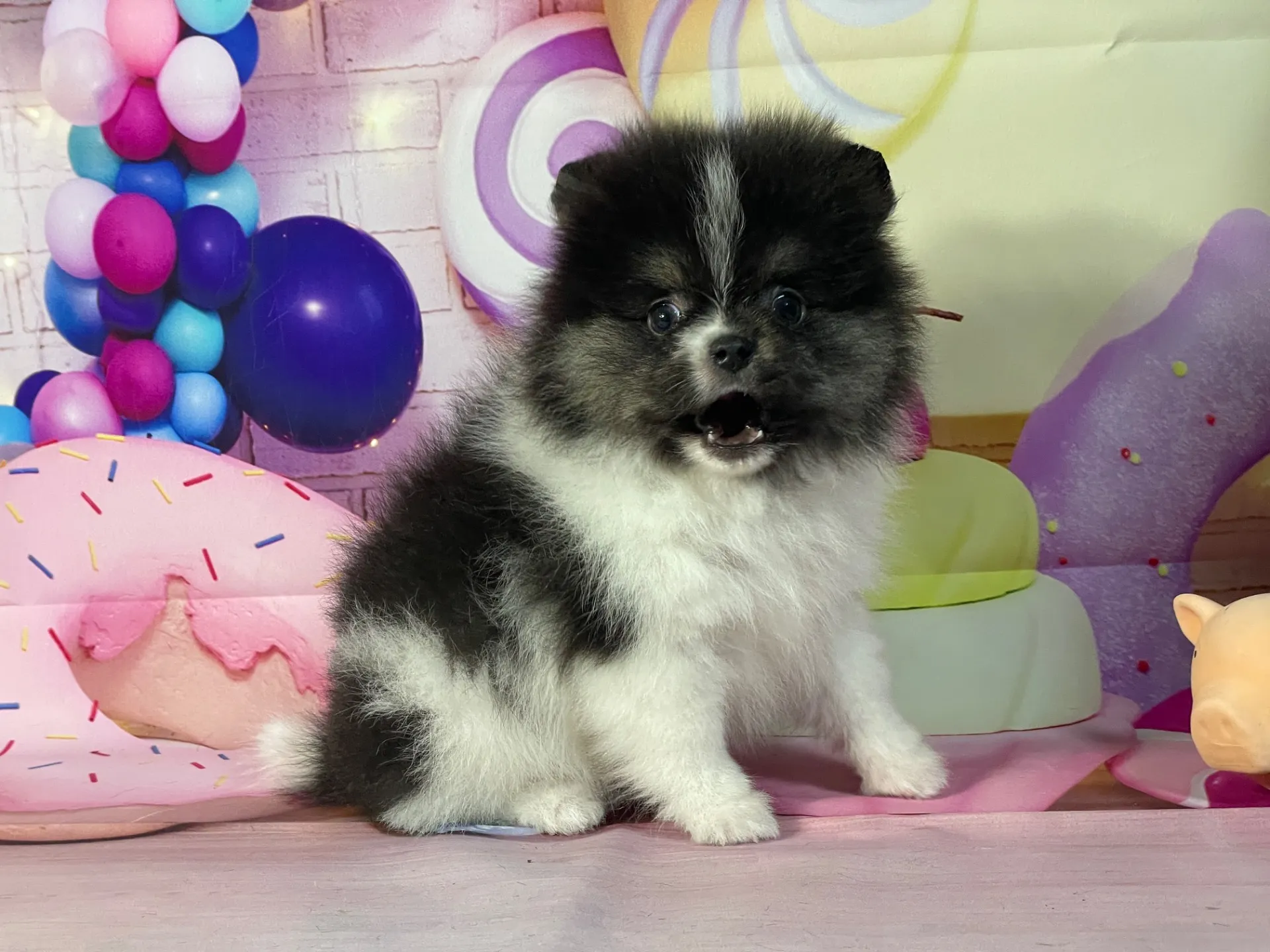 1/16生　ブラックタン&ホワイト♂ NO.112