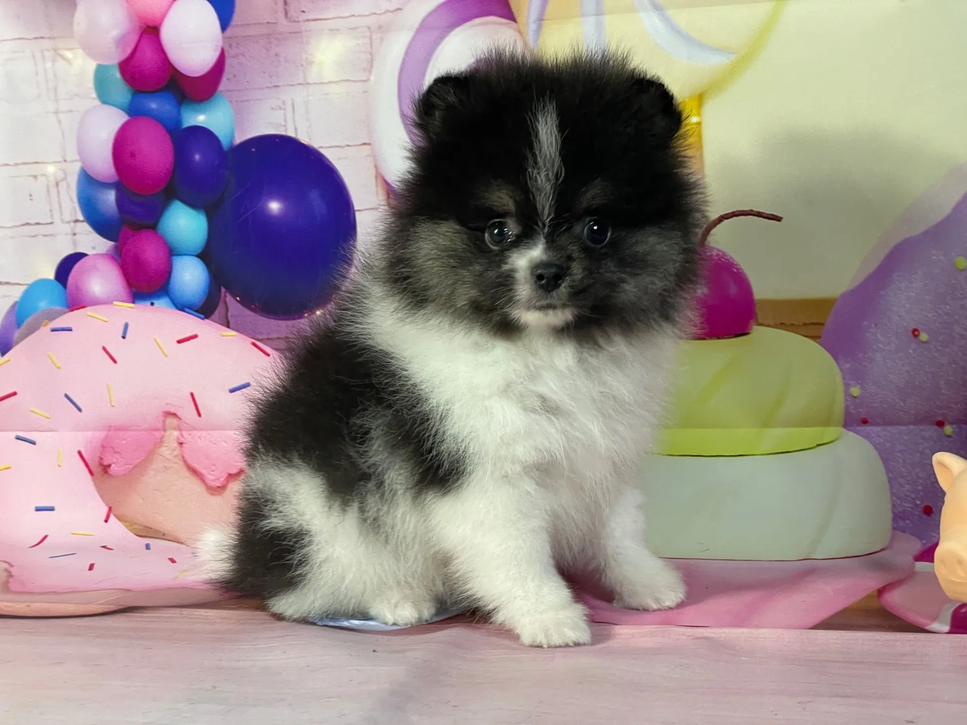 1/16生　ブラックタン&ホワイト♂ NO.112