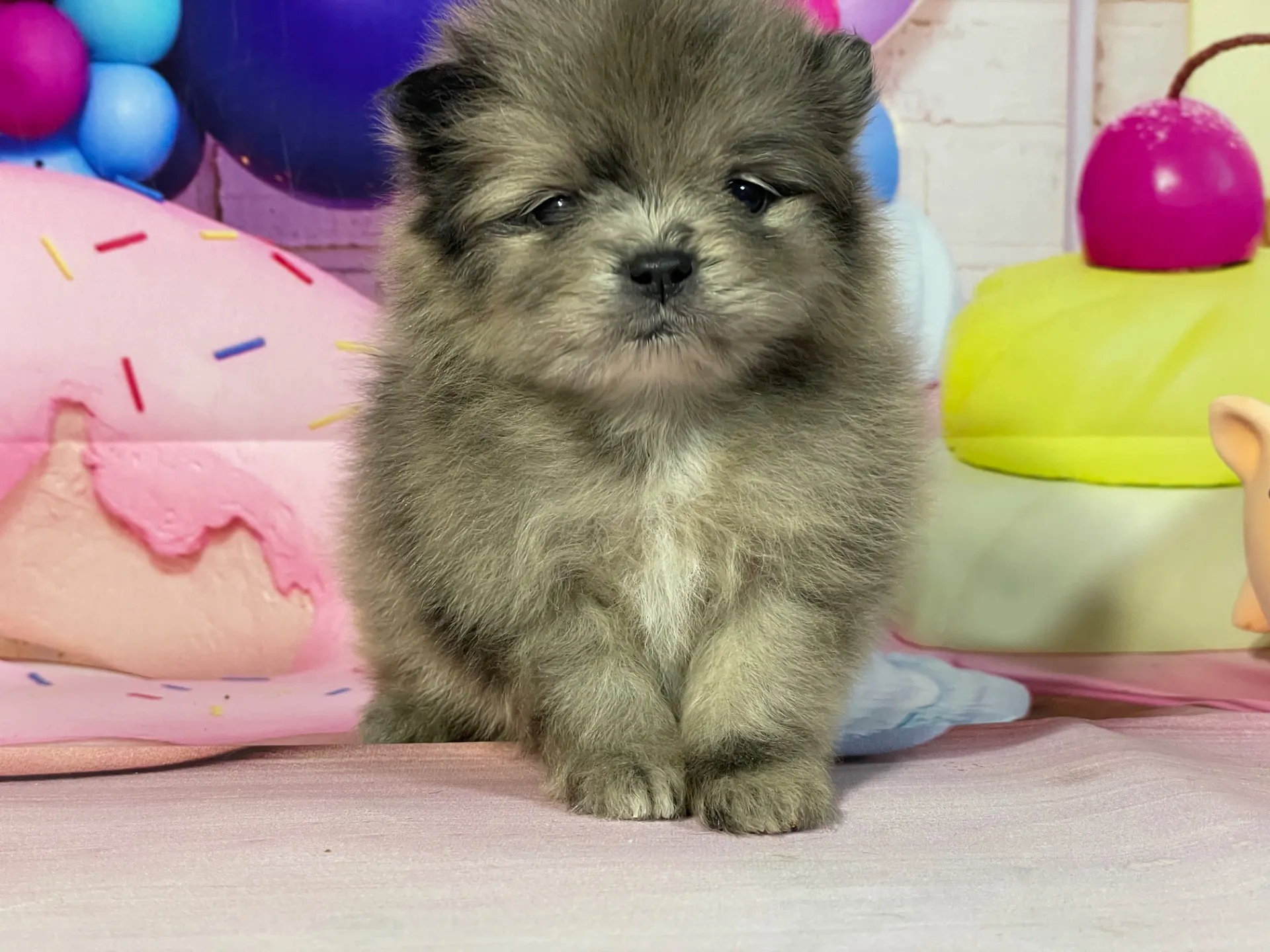 2/10生　ブルーマール♂ NO.001