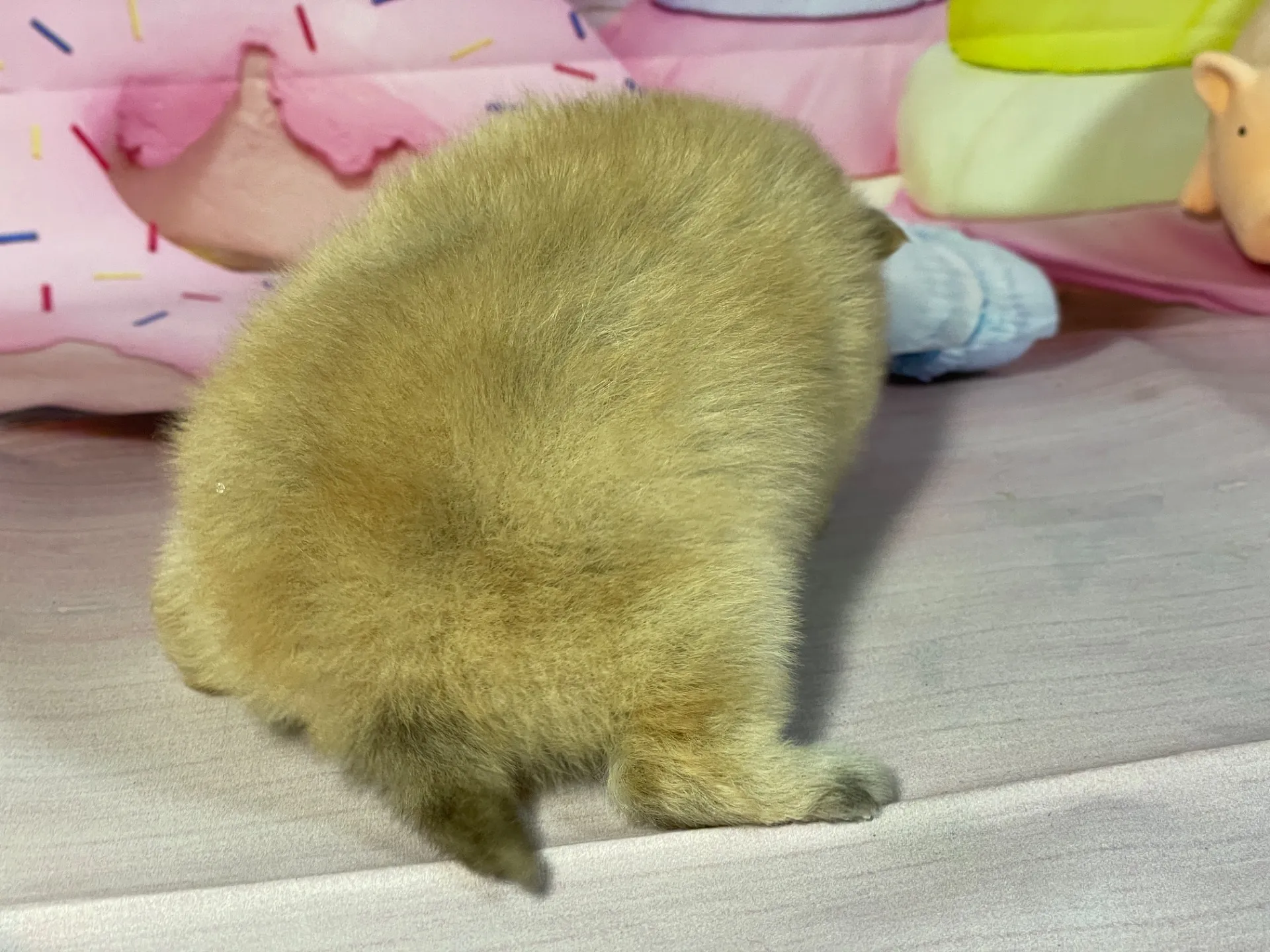 2/10生　オレンジマール♀ NO.003