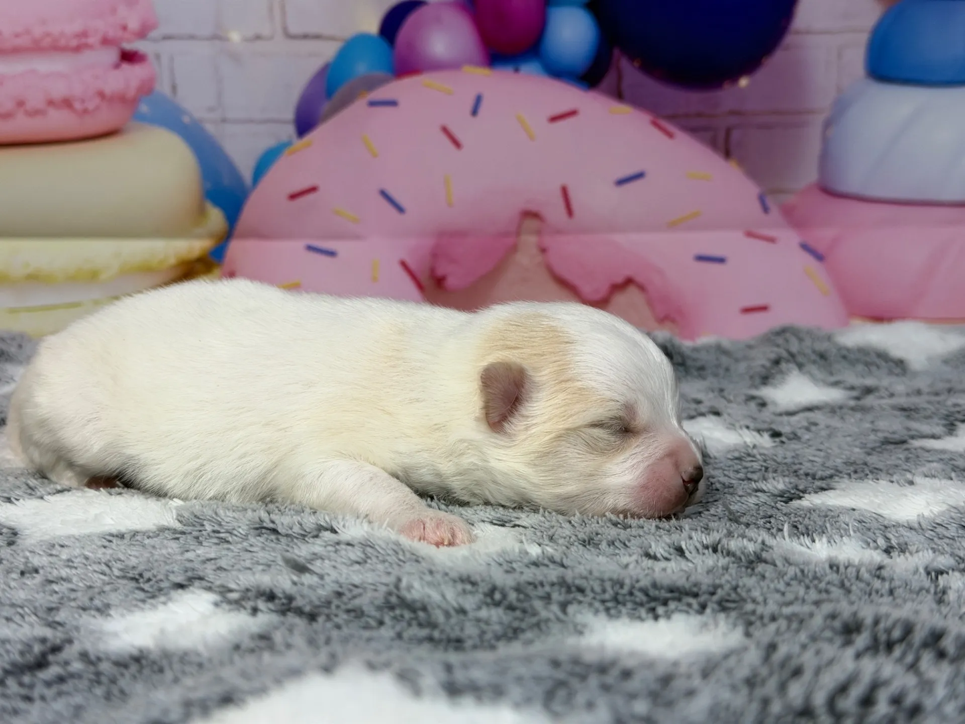 3/10生　ホワイト&クリーム♀ NO 009