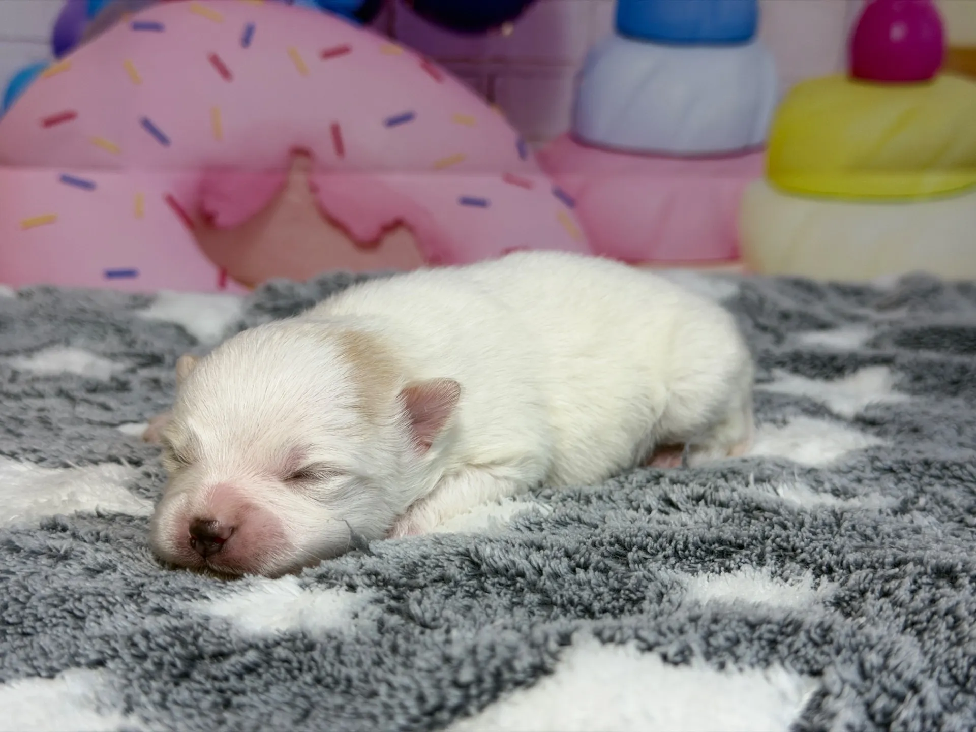 3/10生　ホワイト&クリーム♀ NO 009