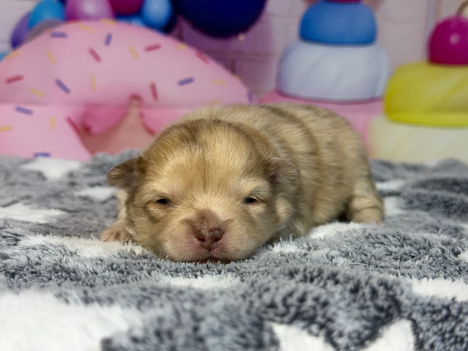 3/9生　チョコレートマール♀ NO008