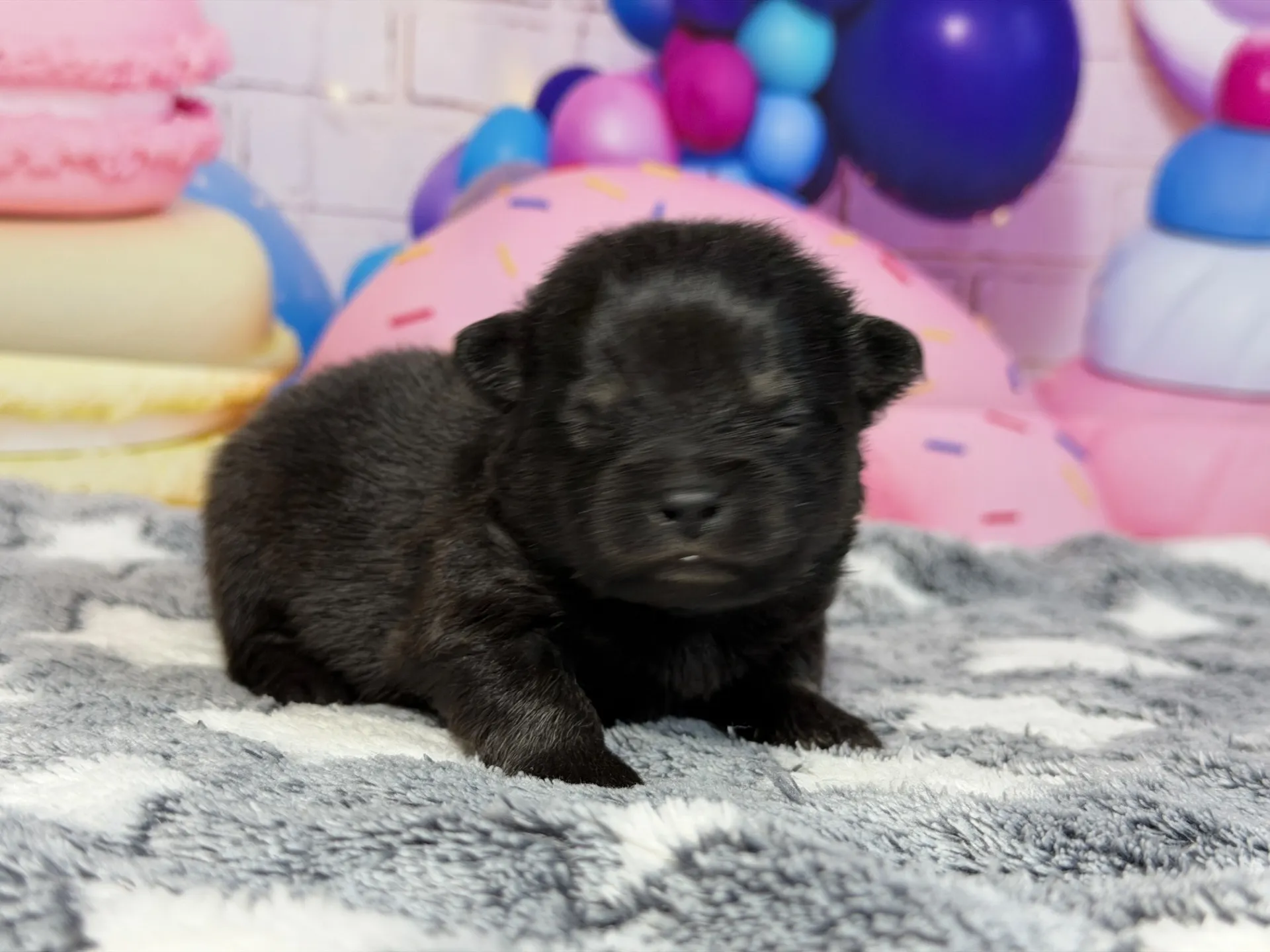 3/9生　ブラックタン♂ NO.006