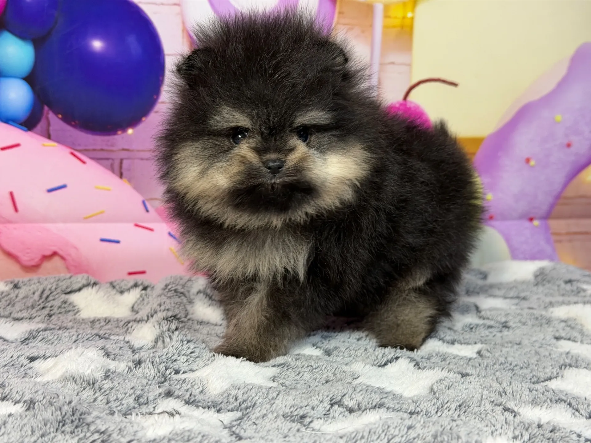 2/12生　ブラック&タン♂ NO.005