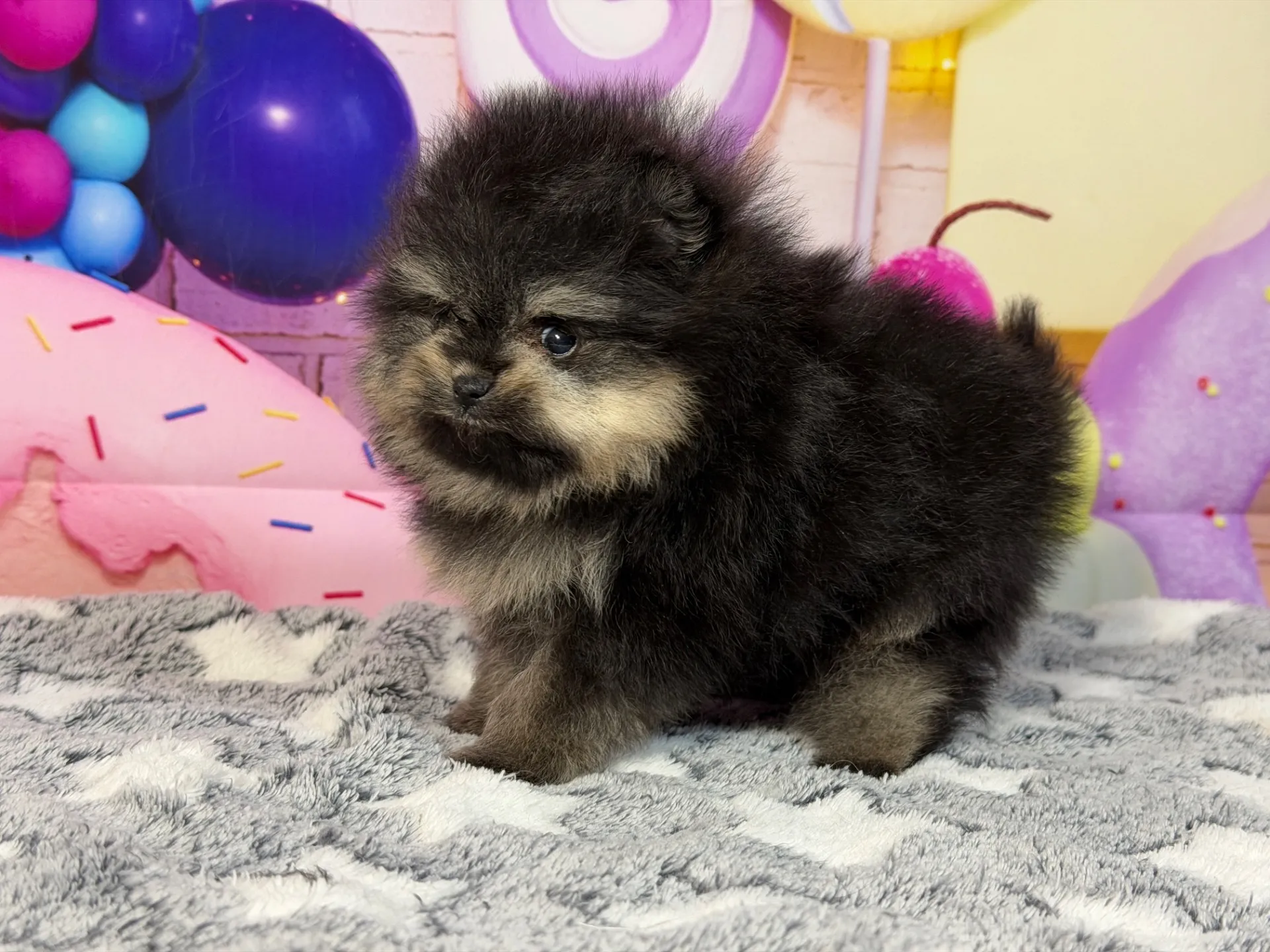 2/12生　ブラック&タン♂ NO.005